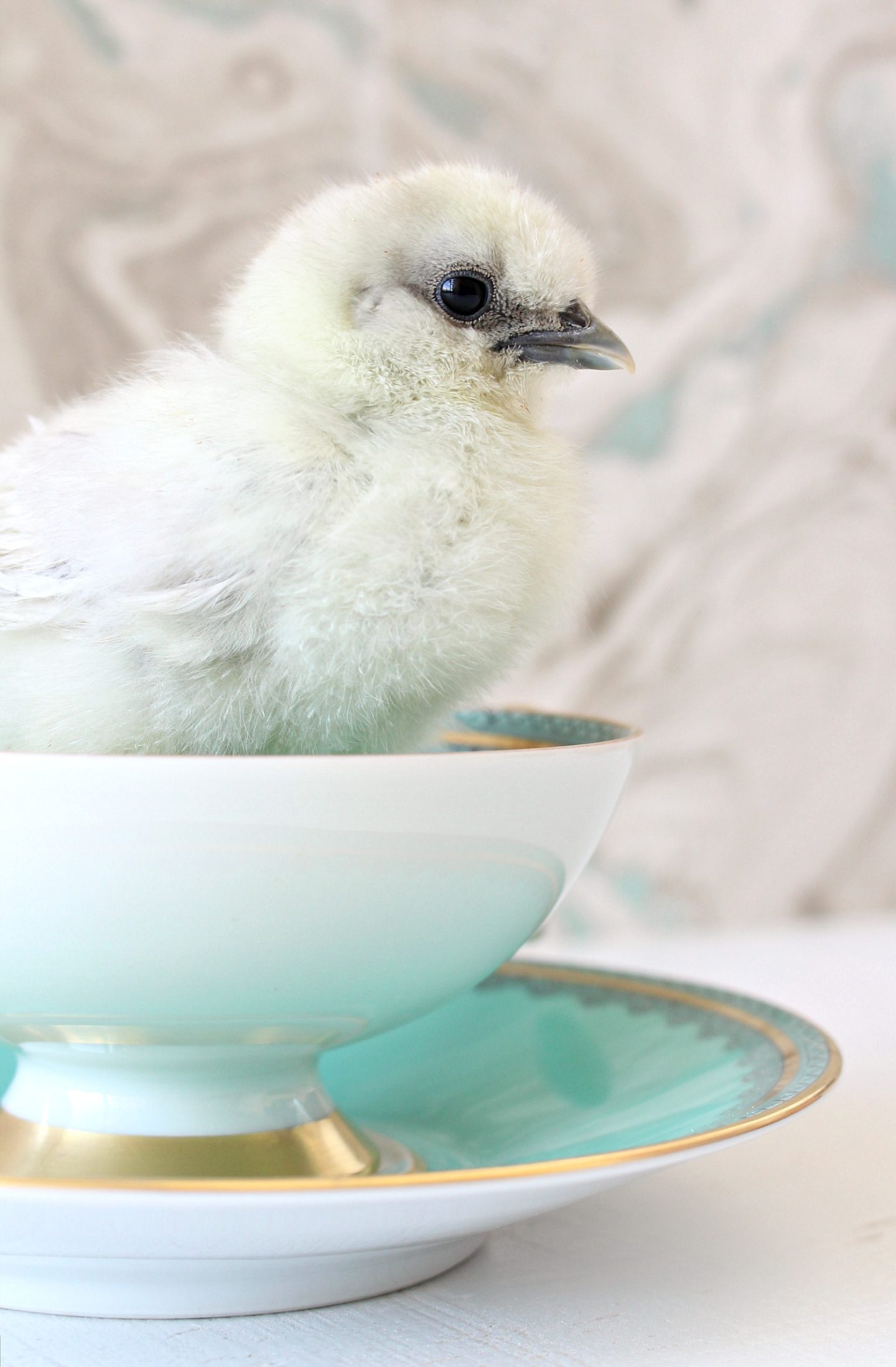 Silkies in Tea Cups Chick Photography
