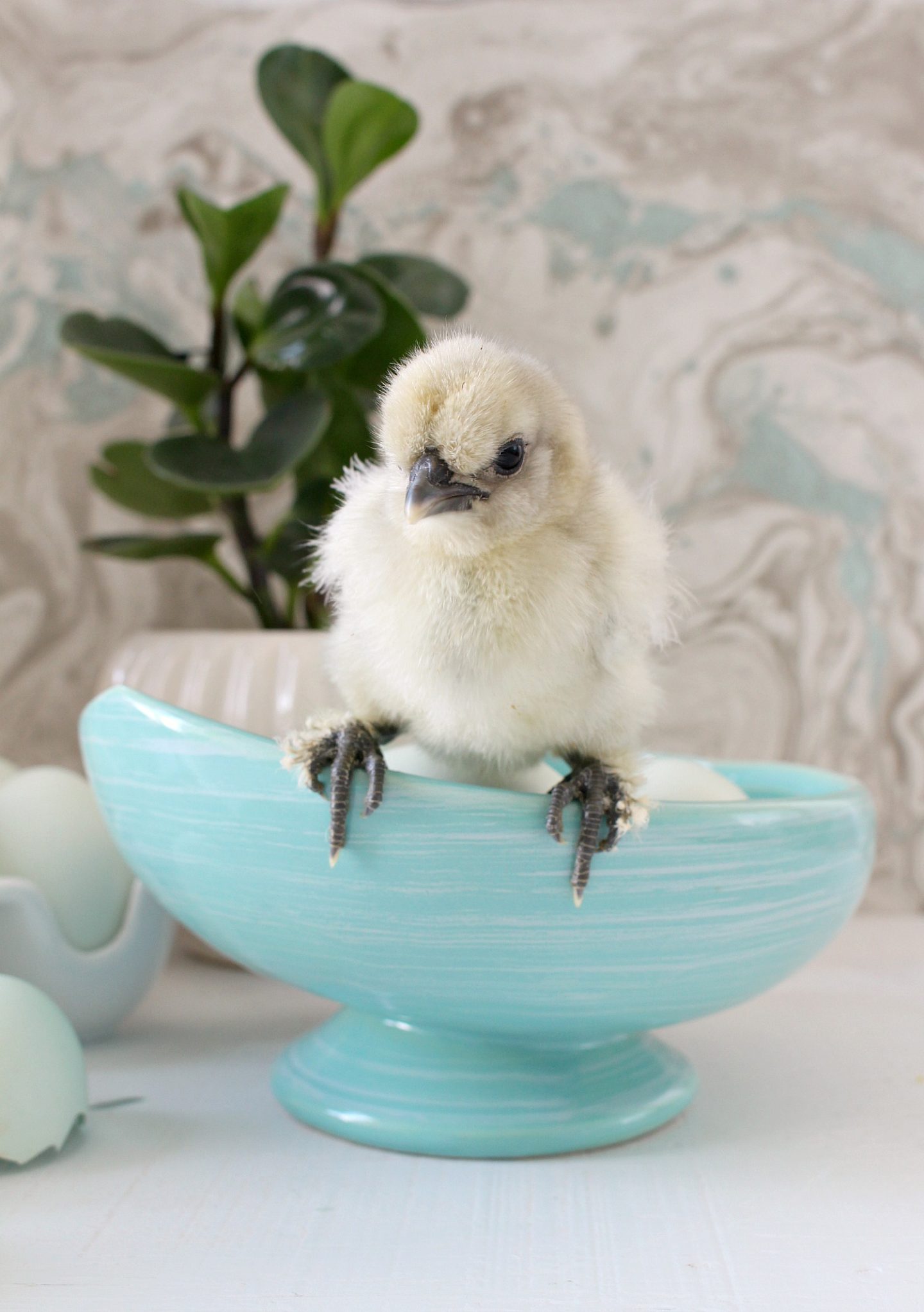 Silkie Chicks