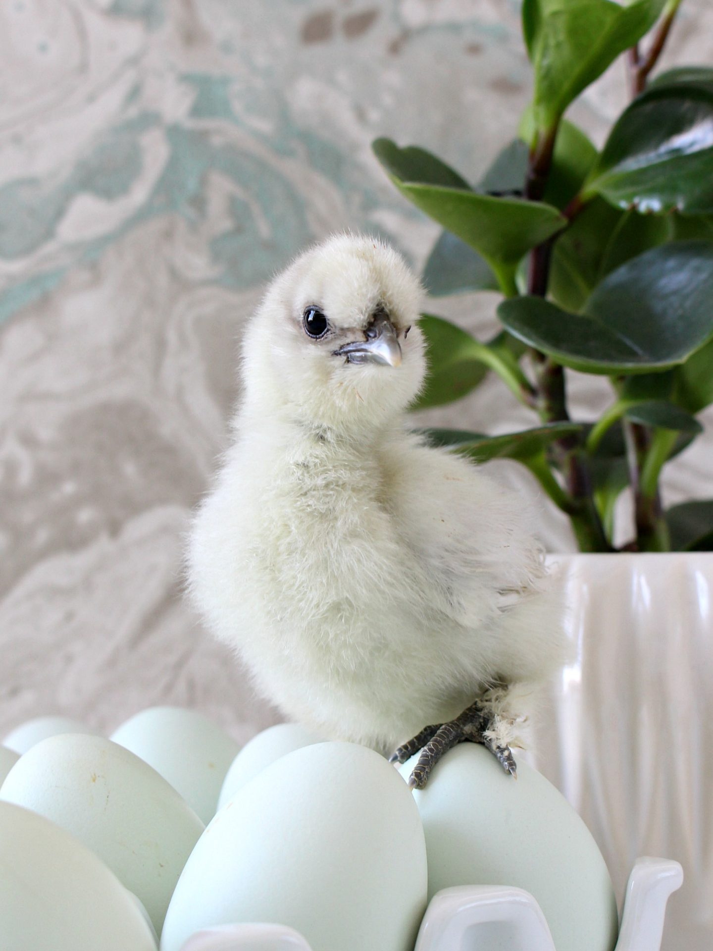 Baby Chick Photography