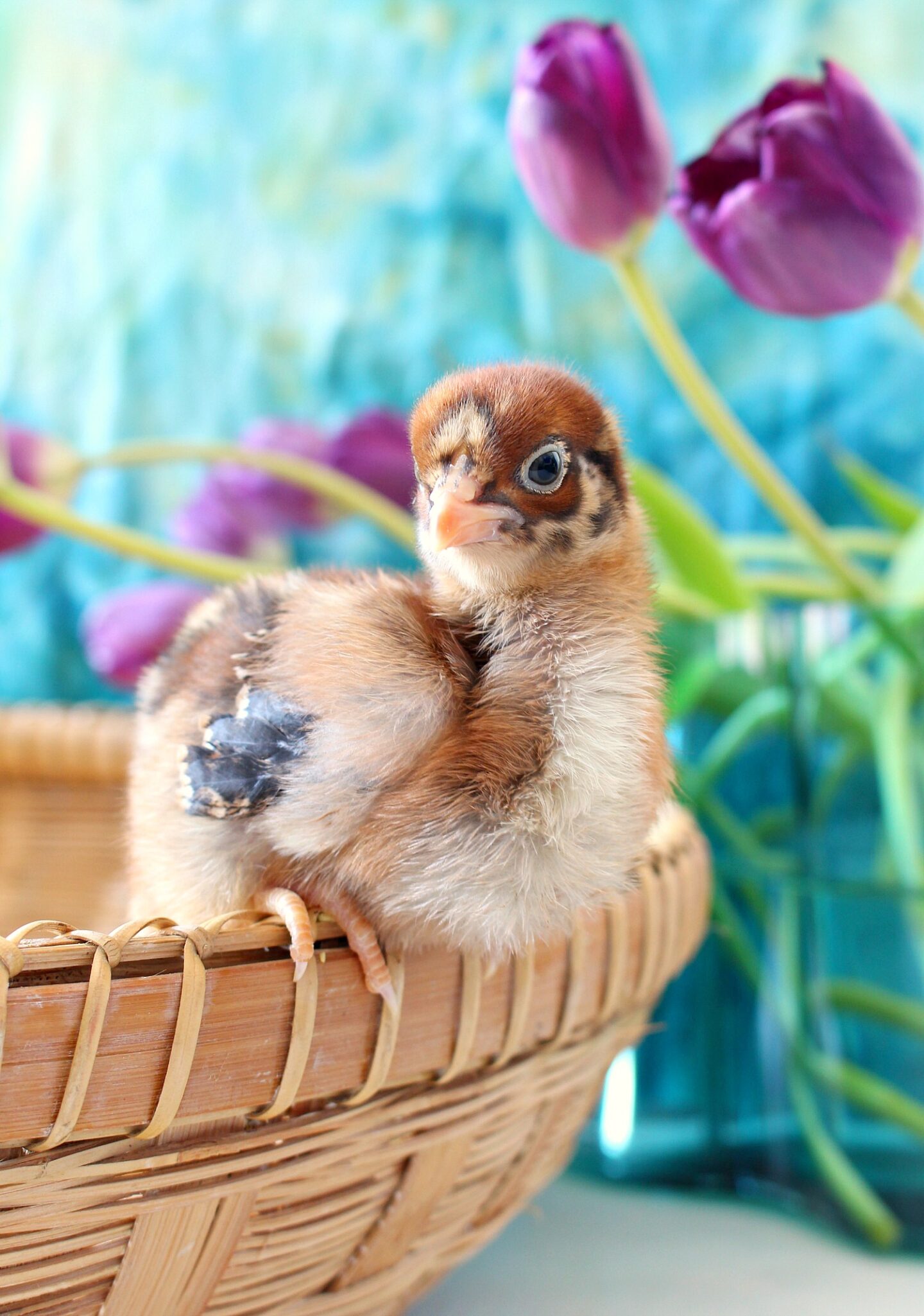 Photos of Spring Chicks Recently Hatched