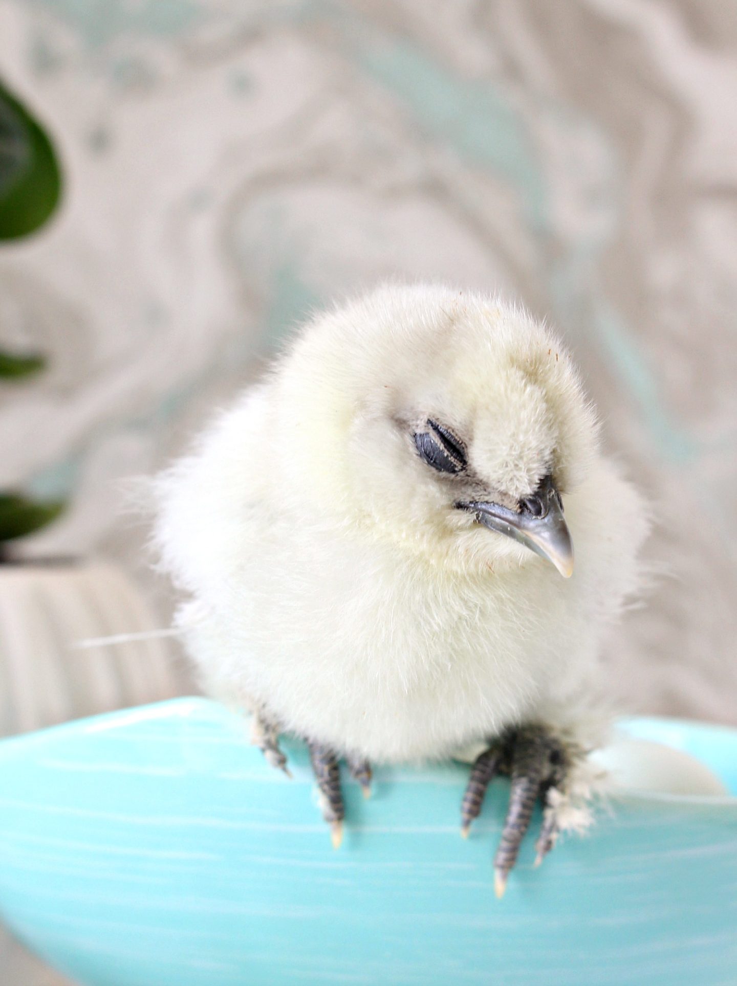 Sleeping Baby Chicks