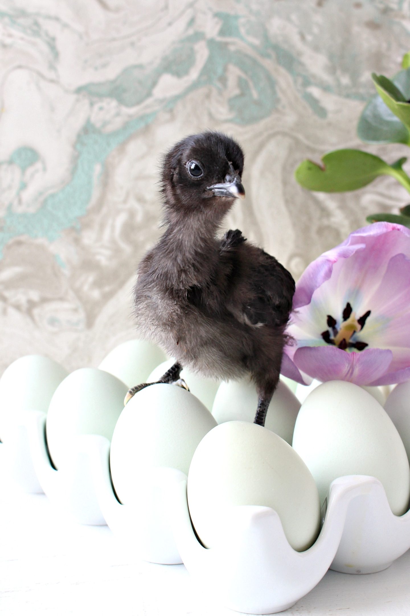 Swedish Blue Hen Chick Black