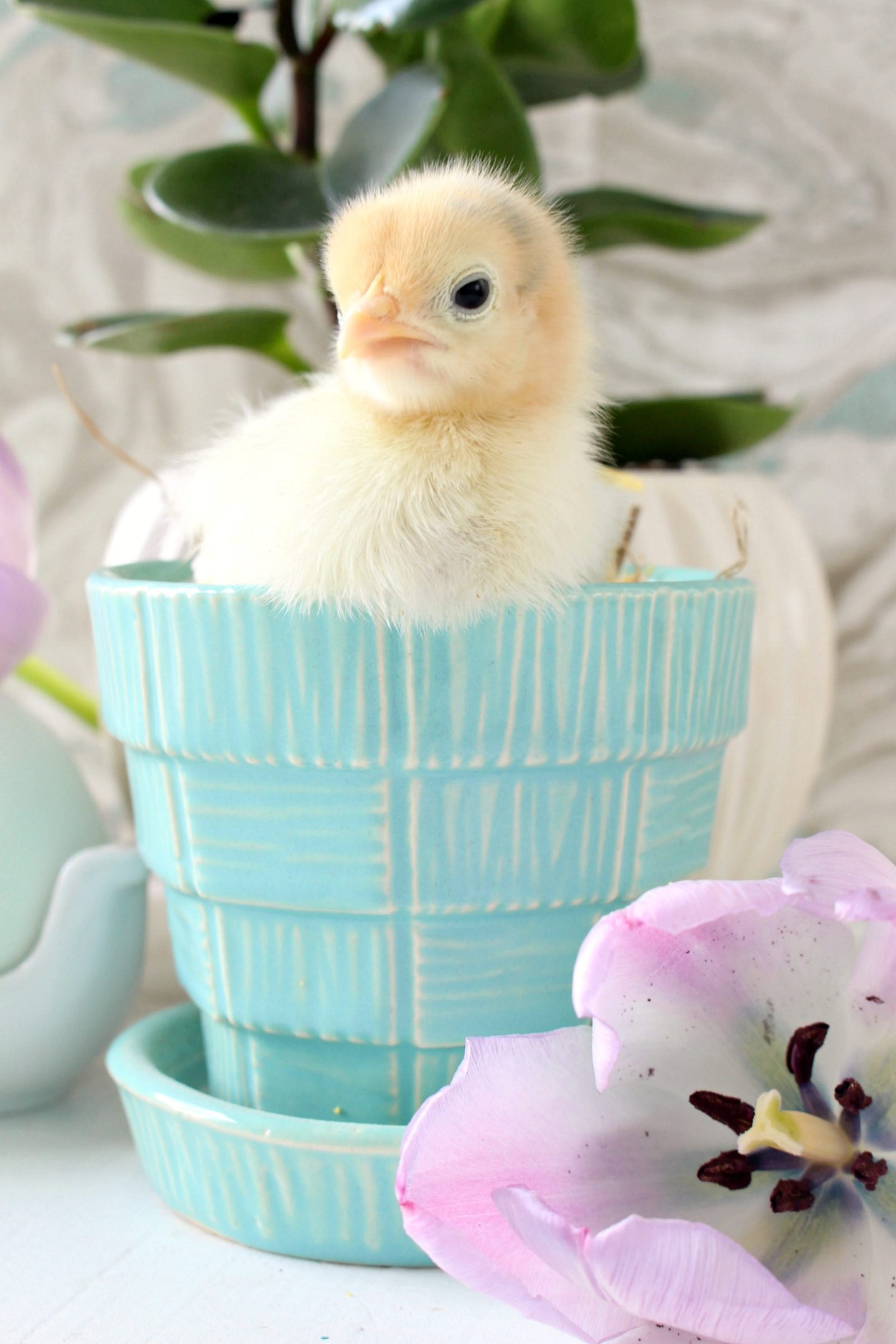 Spring Chicks in Vintage McCoy