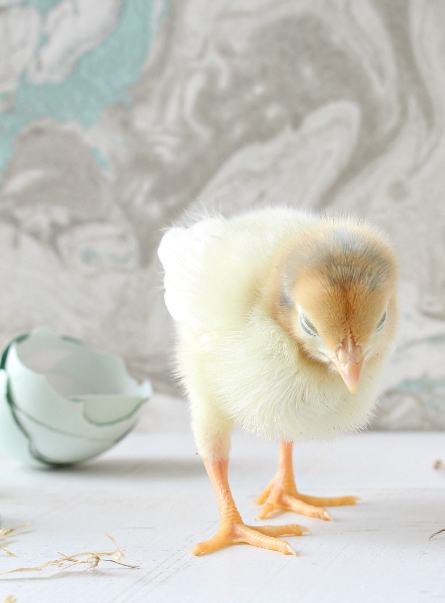 Sweet Yellow Chick Hatched Spring 2020