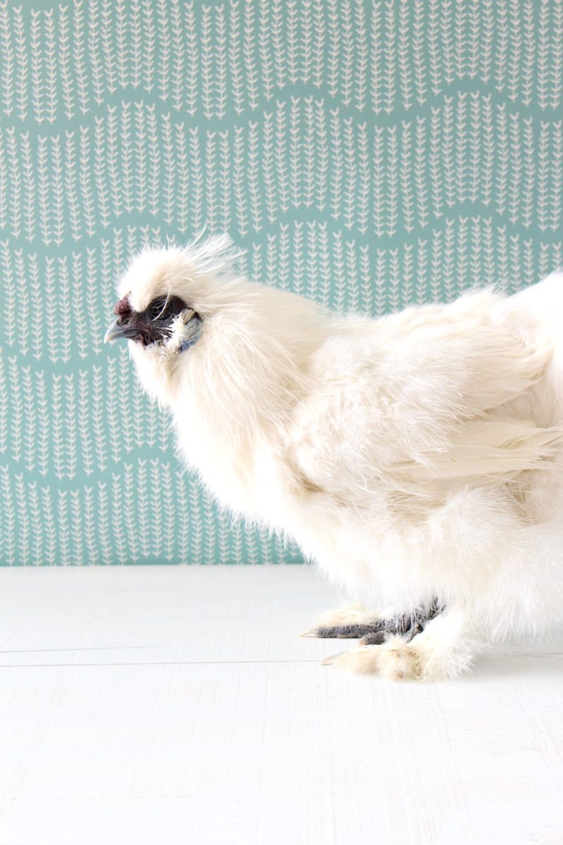How to Bathe a Chicken (And Why You Need to)