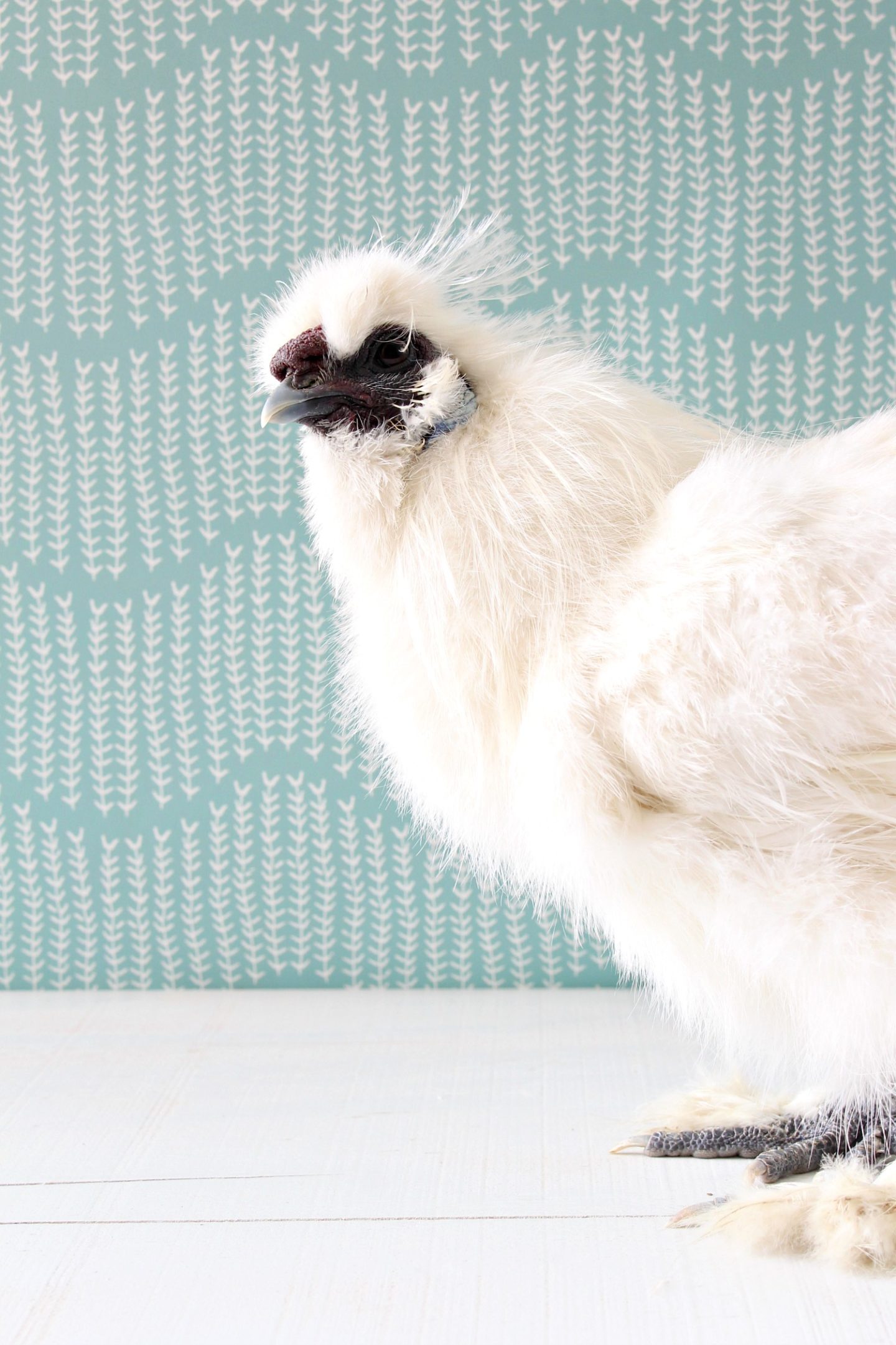 Silkie Rooster