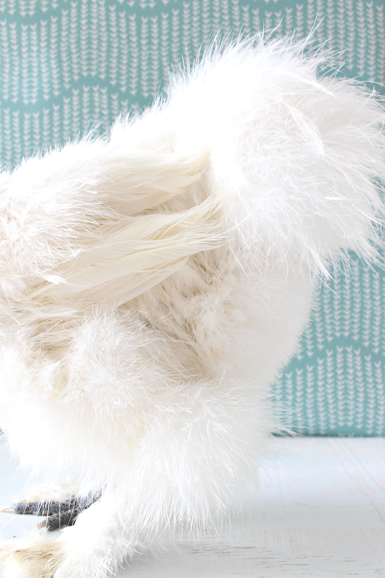 Fluffy Chicken Pictures