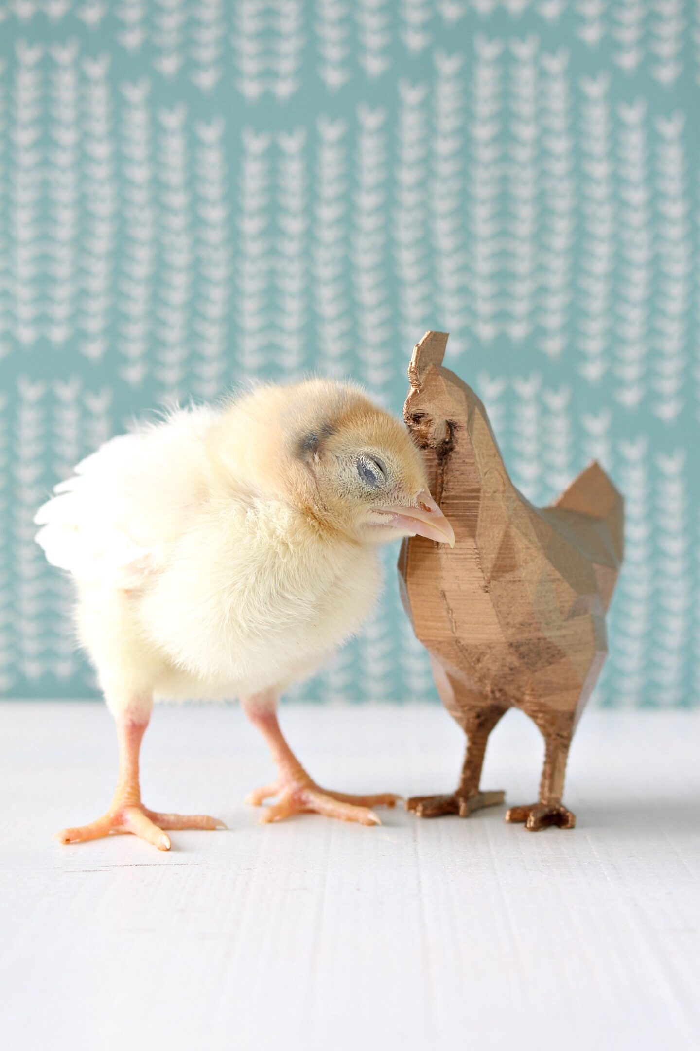 Yellow Baby Chick with Yellow Bird Feet