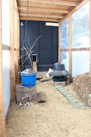 Keeping Chickens Warm in Extreme Cold Winter Weather | Dans le Lakehouse