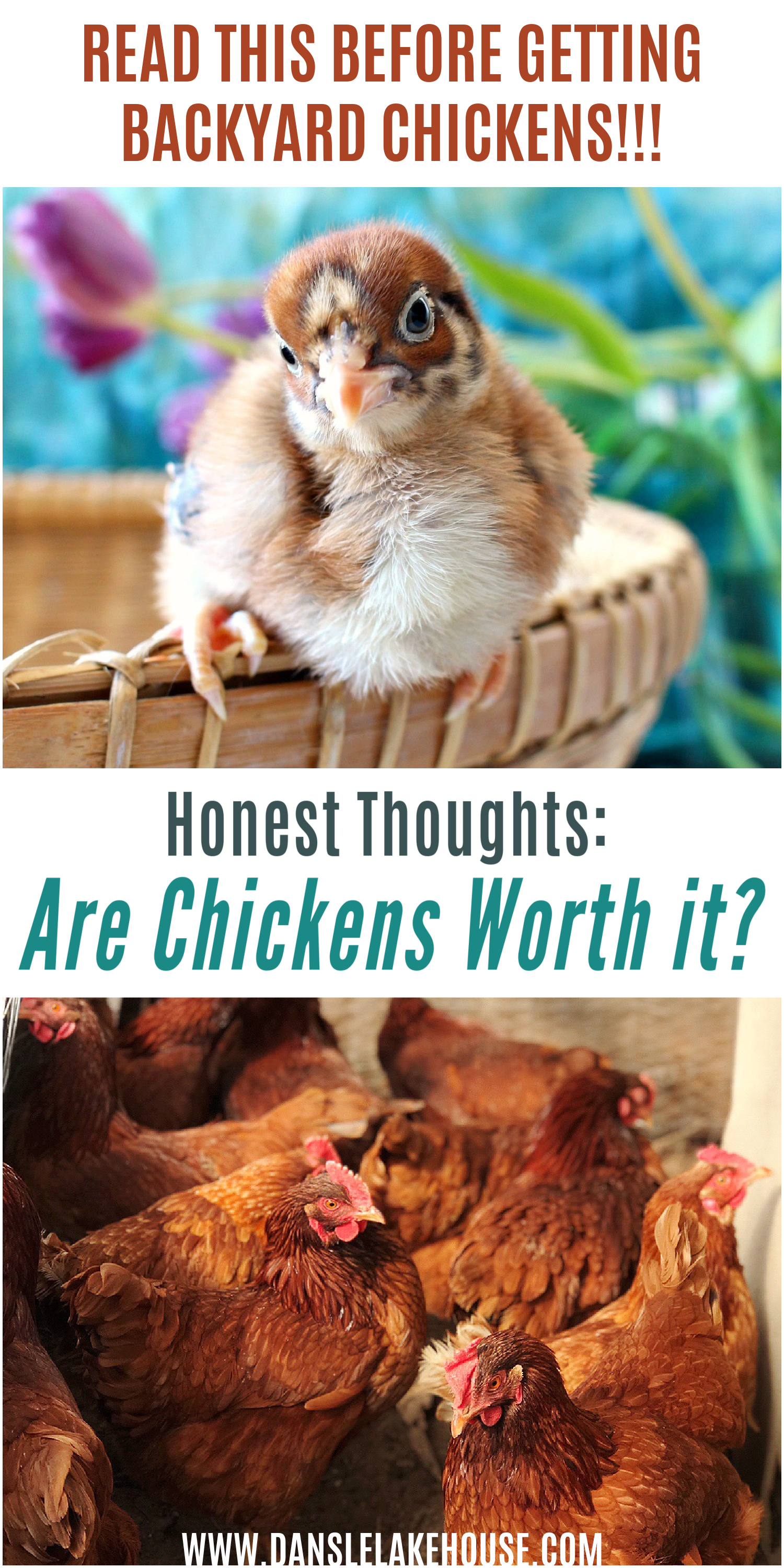Are Backyard Chickens Worth it?
