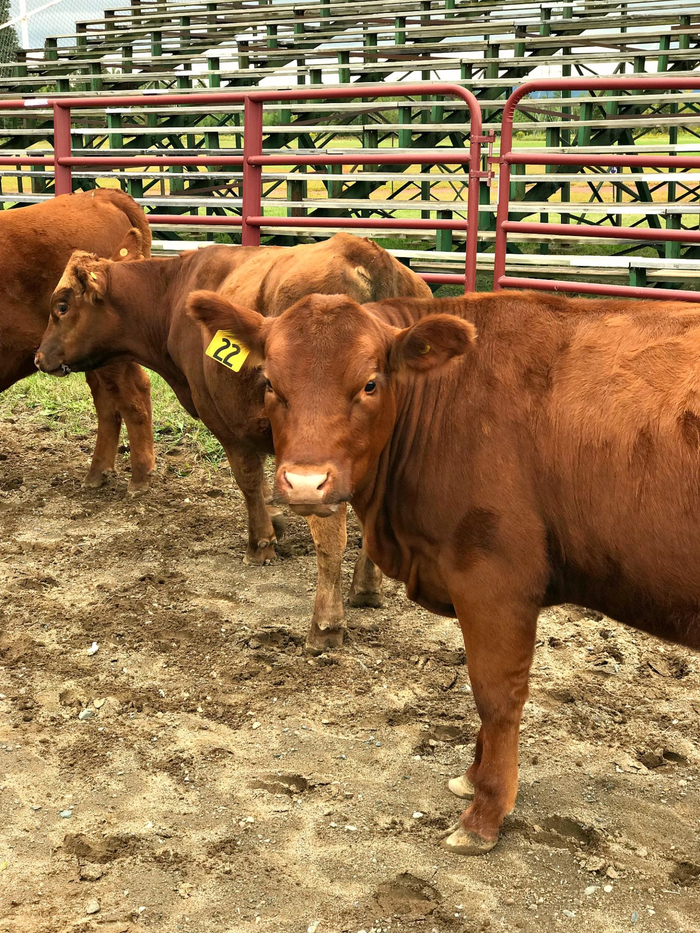 Cows