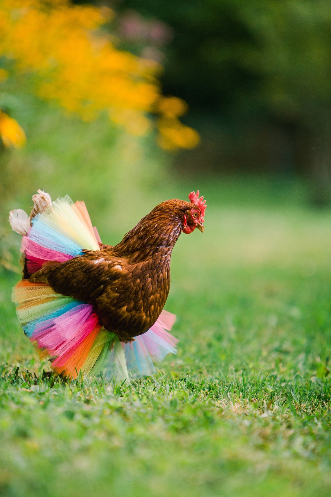 35+ Gift Ideas for Backyard Chicken Keepers 2020