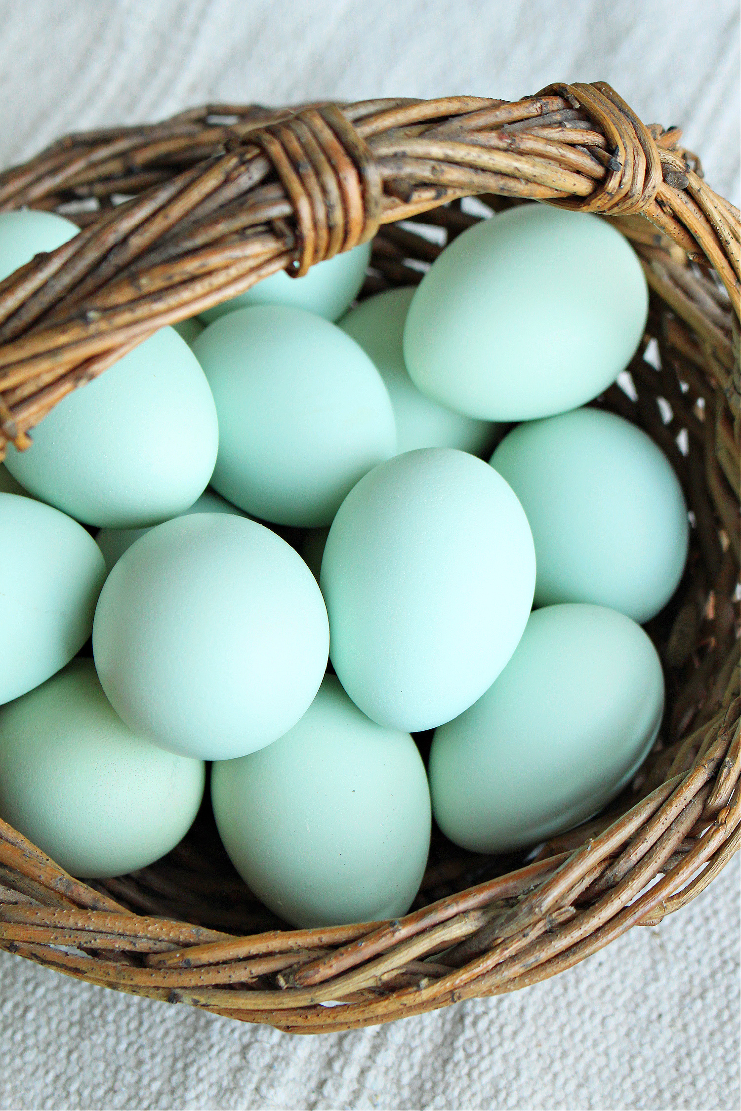 turquoise chicken eggs