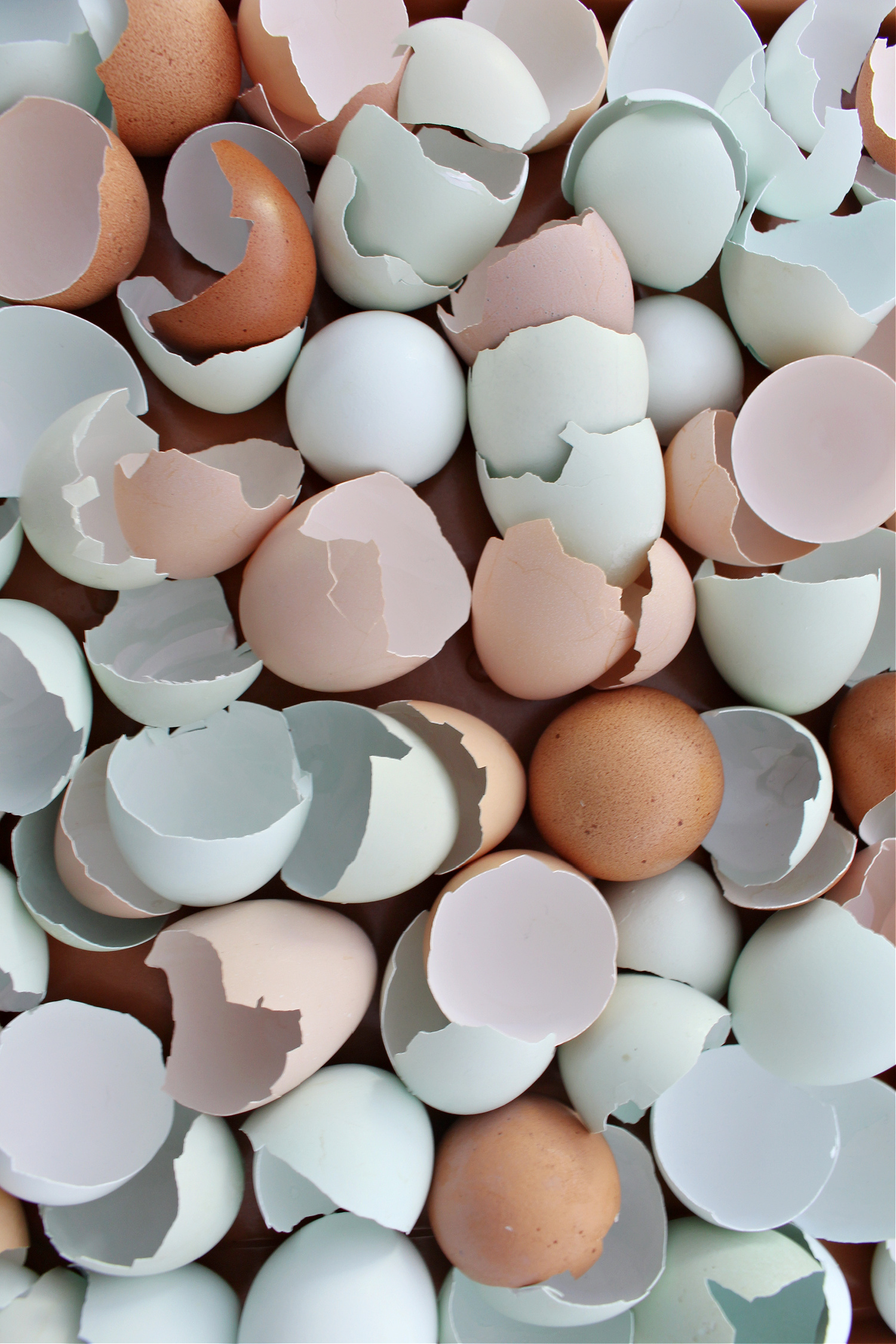How to Prepare Egg Shells for Chickens Dans le Lakehouse