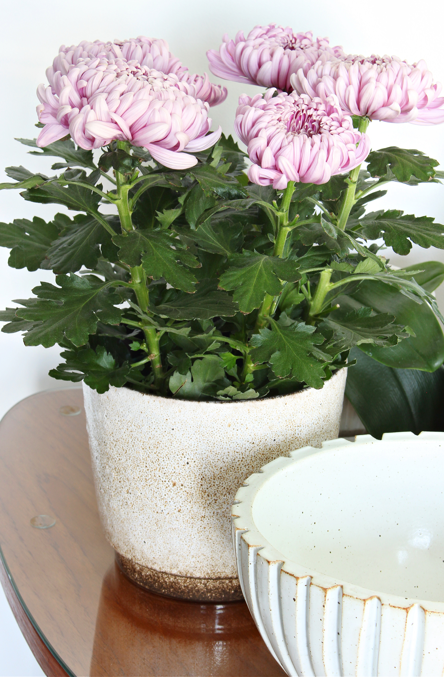 Mums in a Pot
