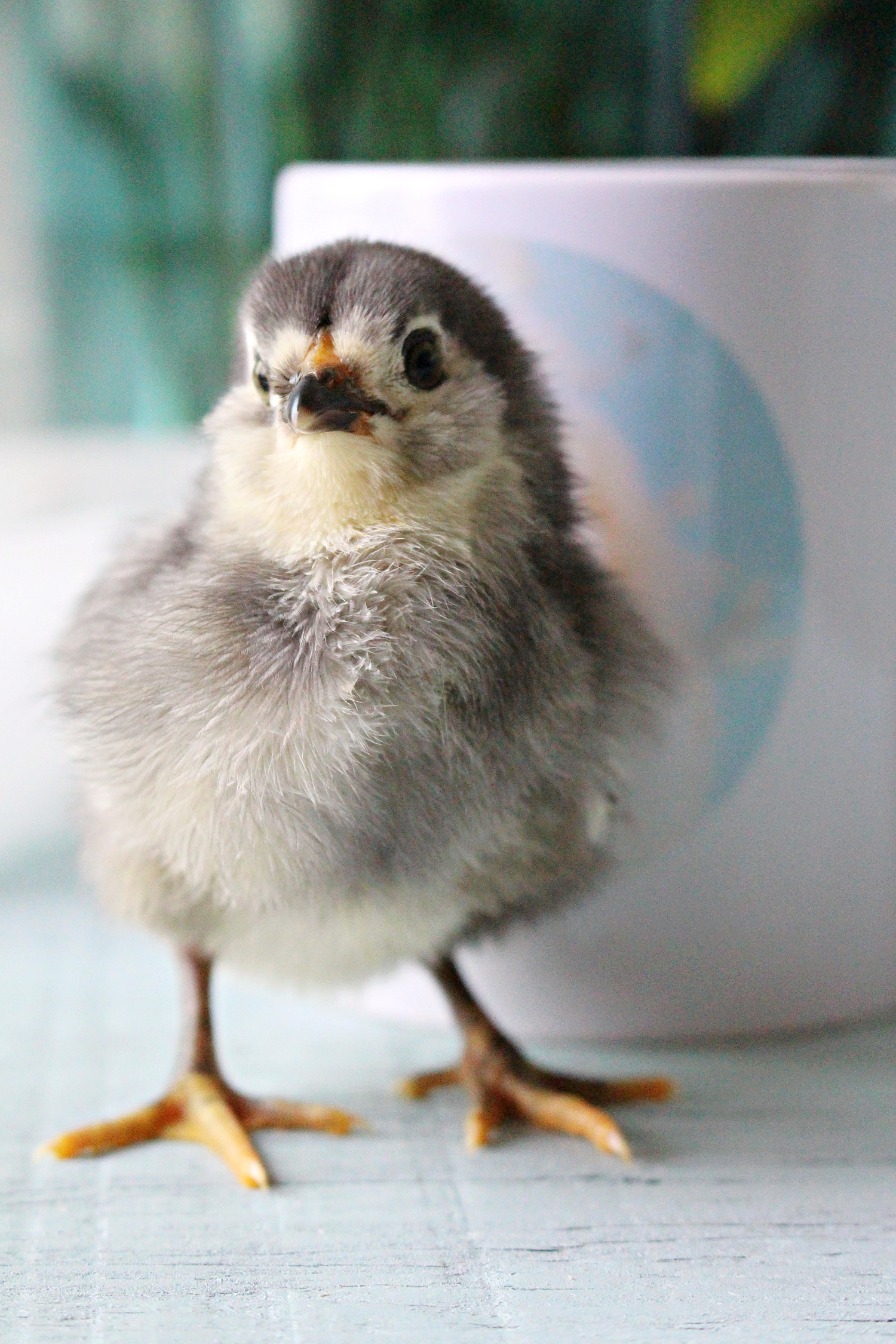 baby maran chick