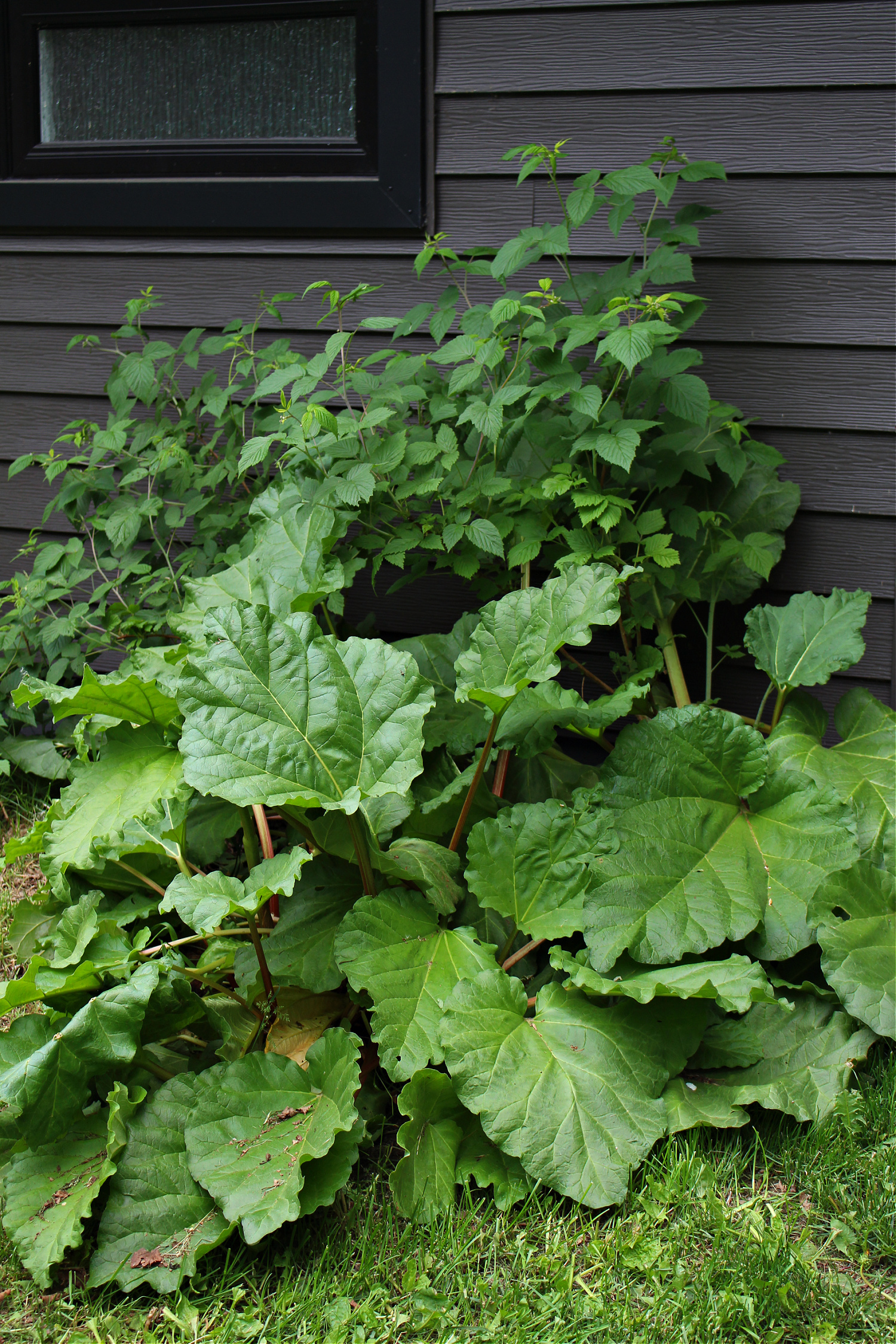 Big Rhubarb Patch