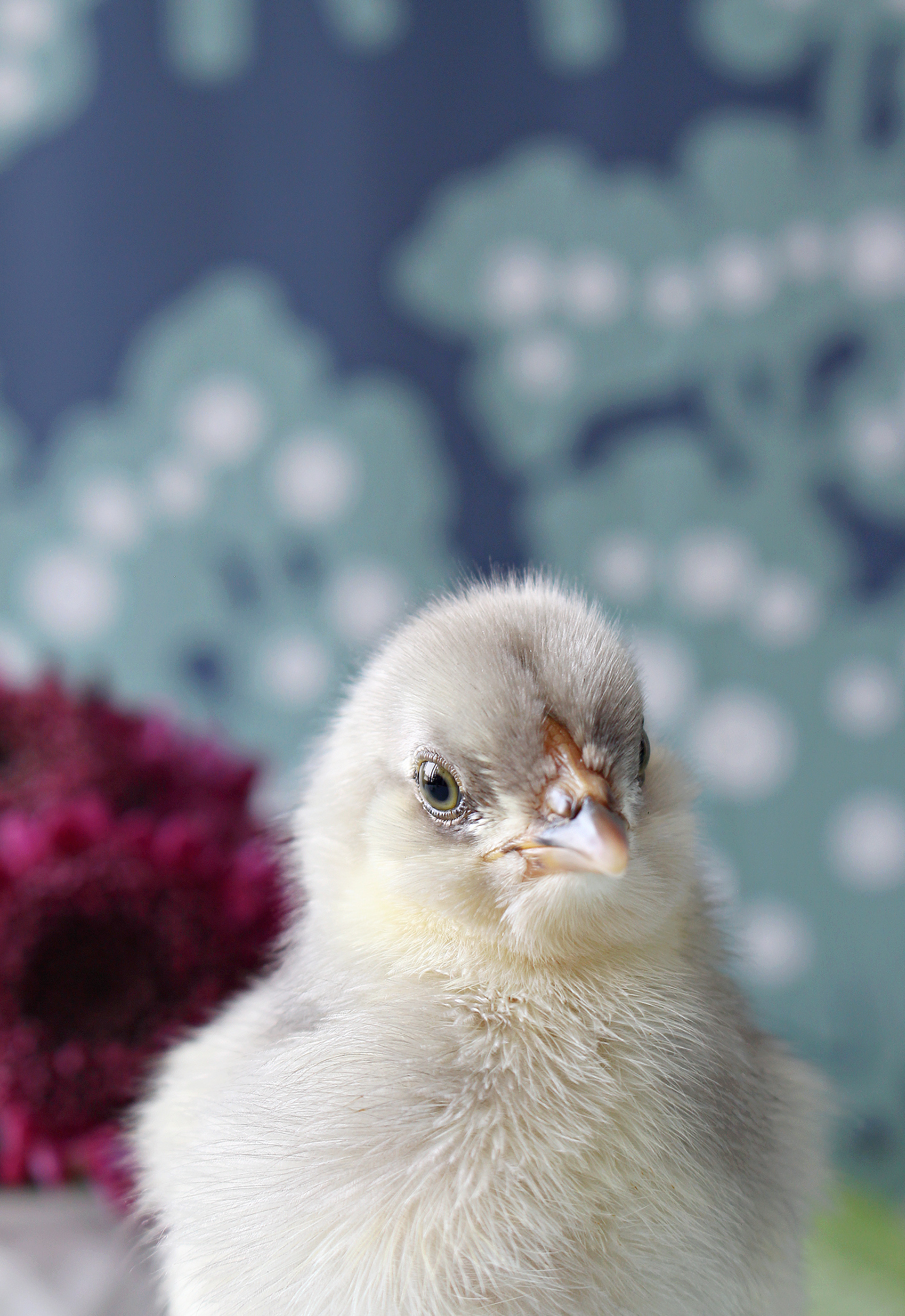Ameraucana chick photos