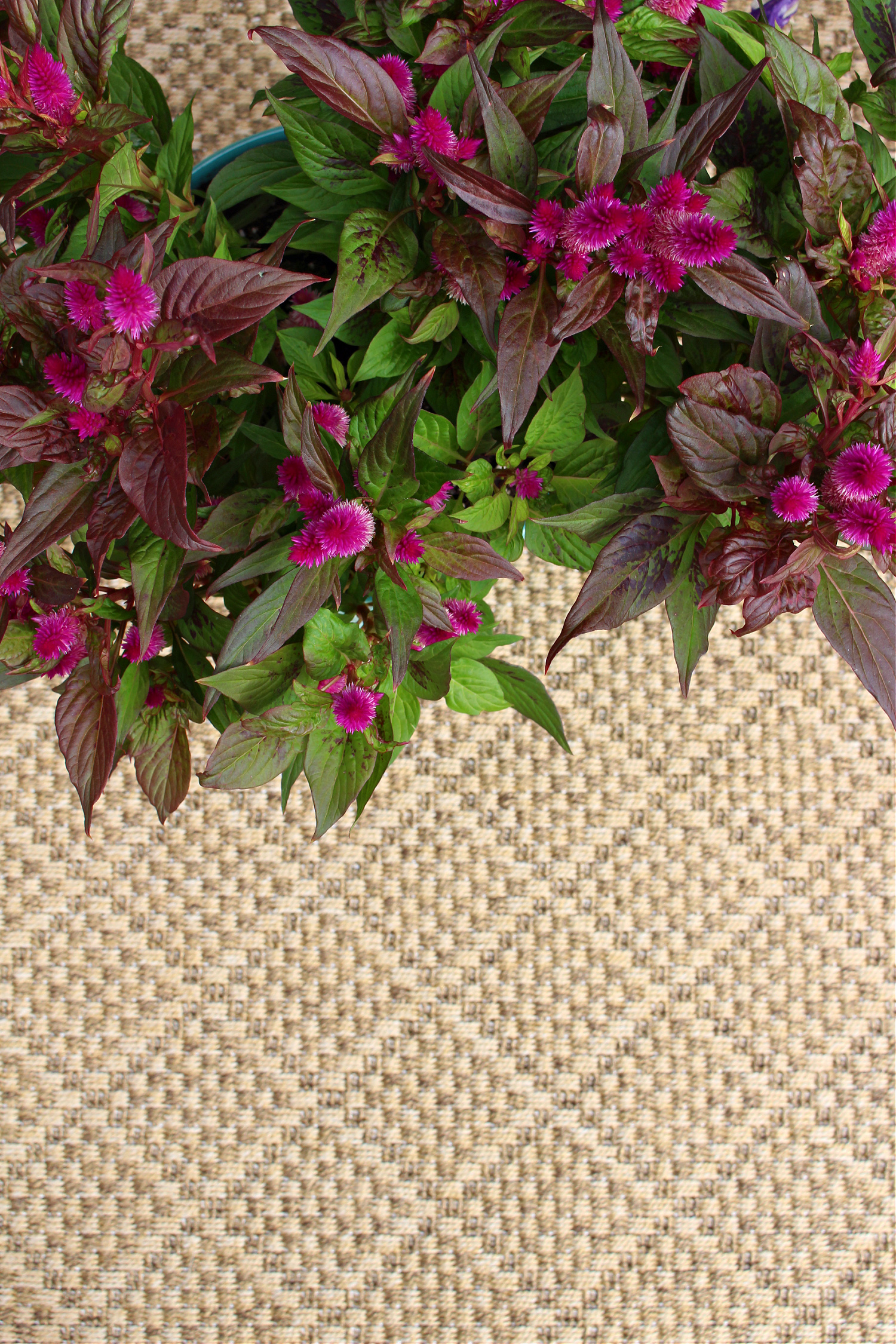 Tan Indoor Outdoor Area Rug