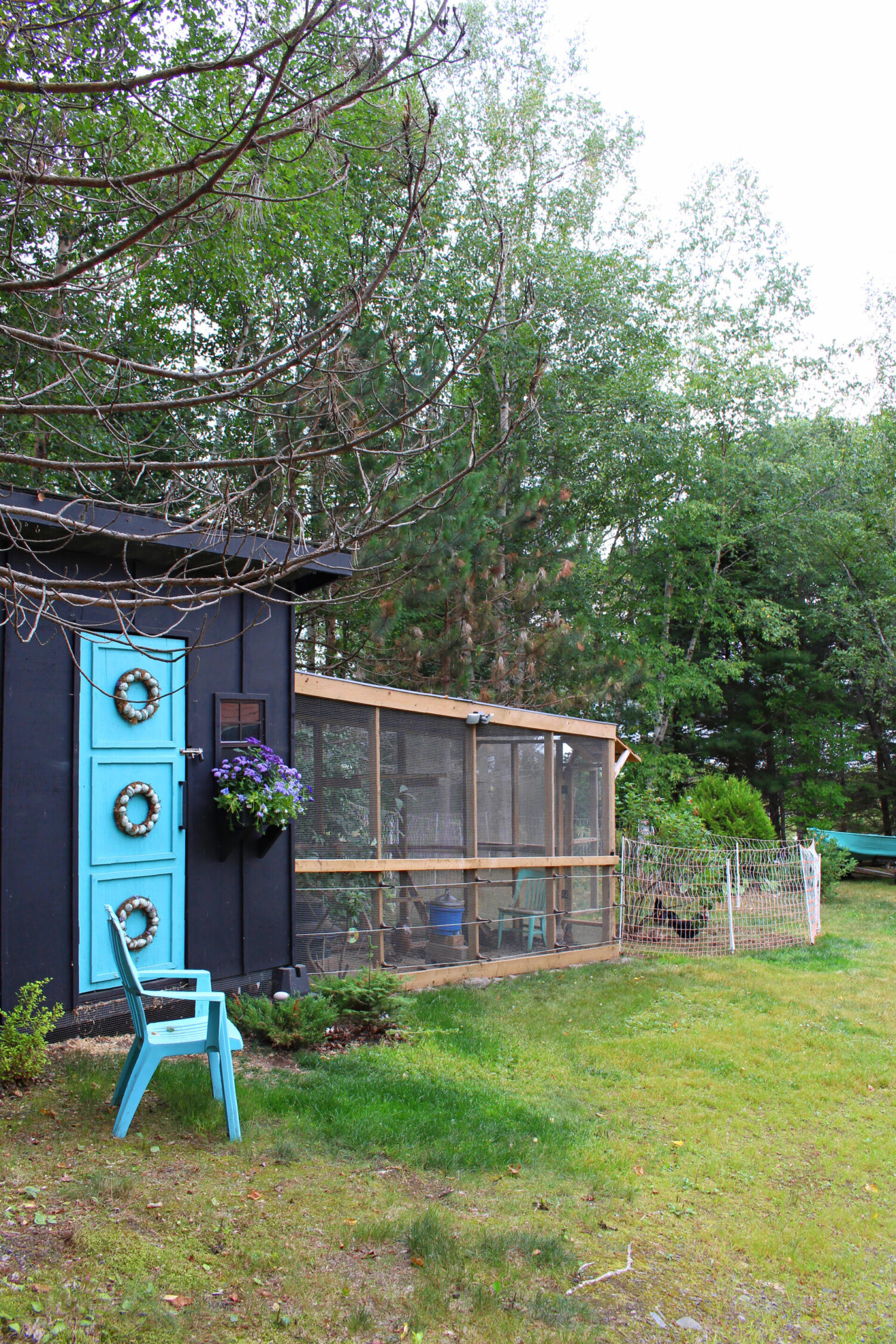 How to Protect Free Ranging Chickens