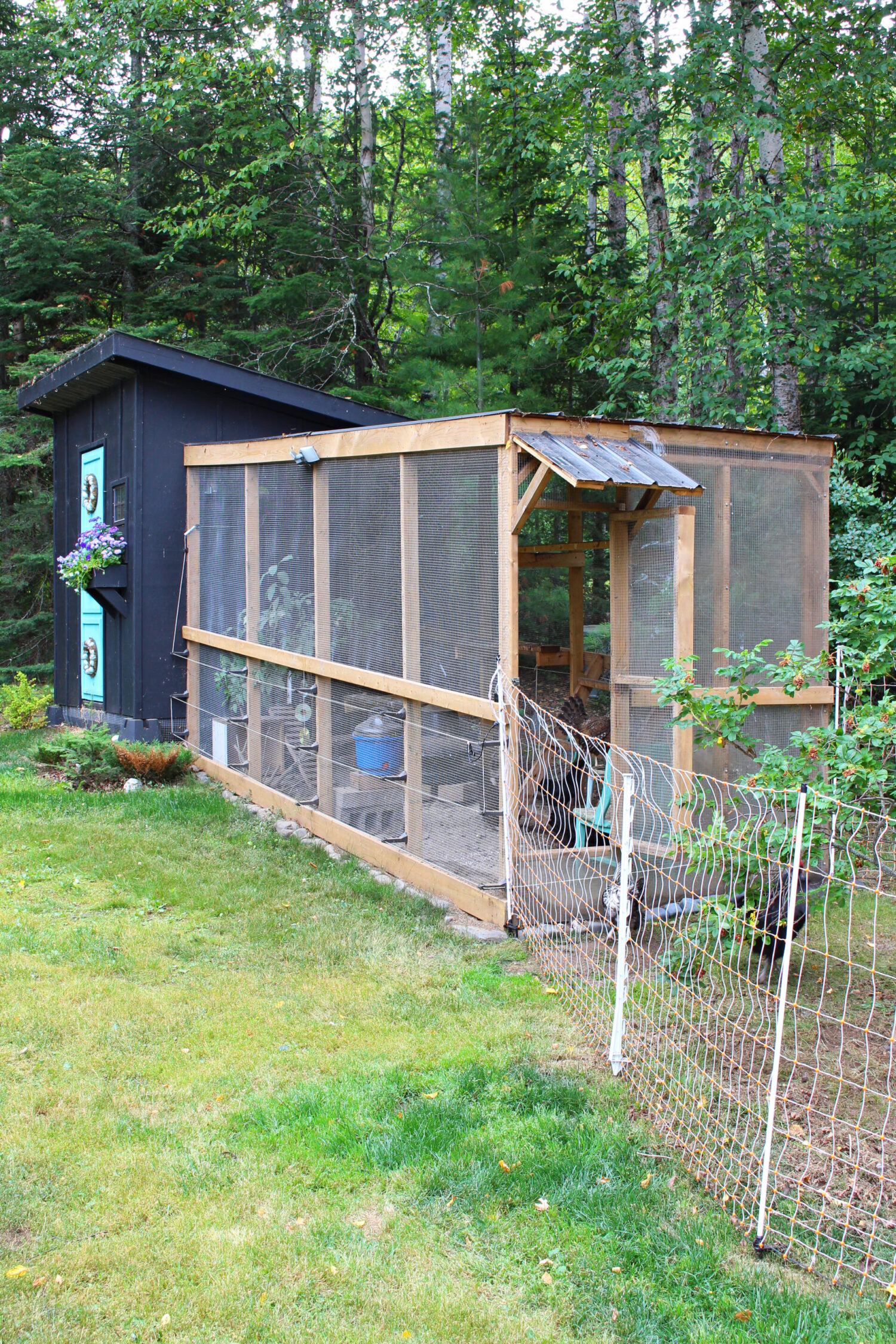 How Do you Keep Predators Away From Free Range Chickens