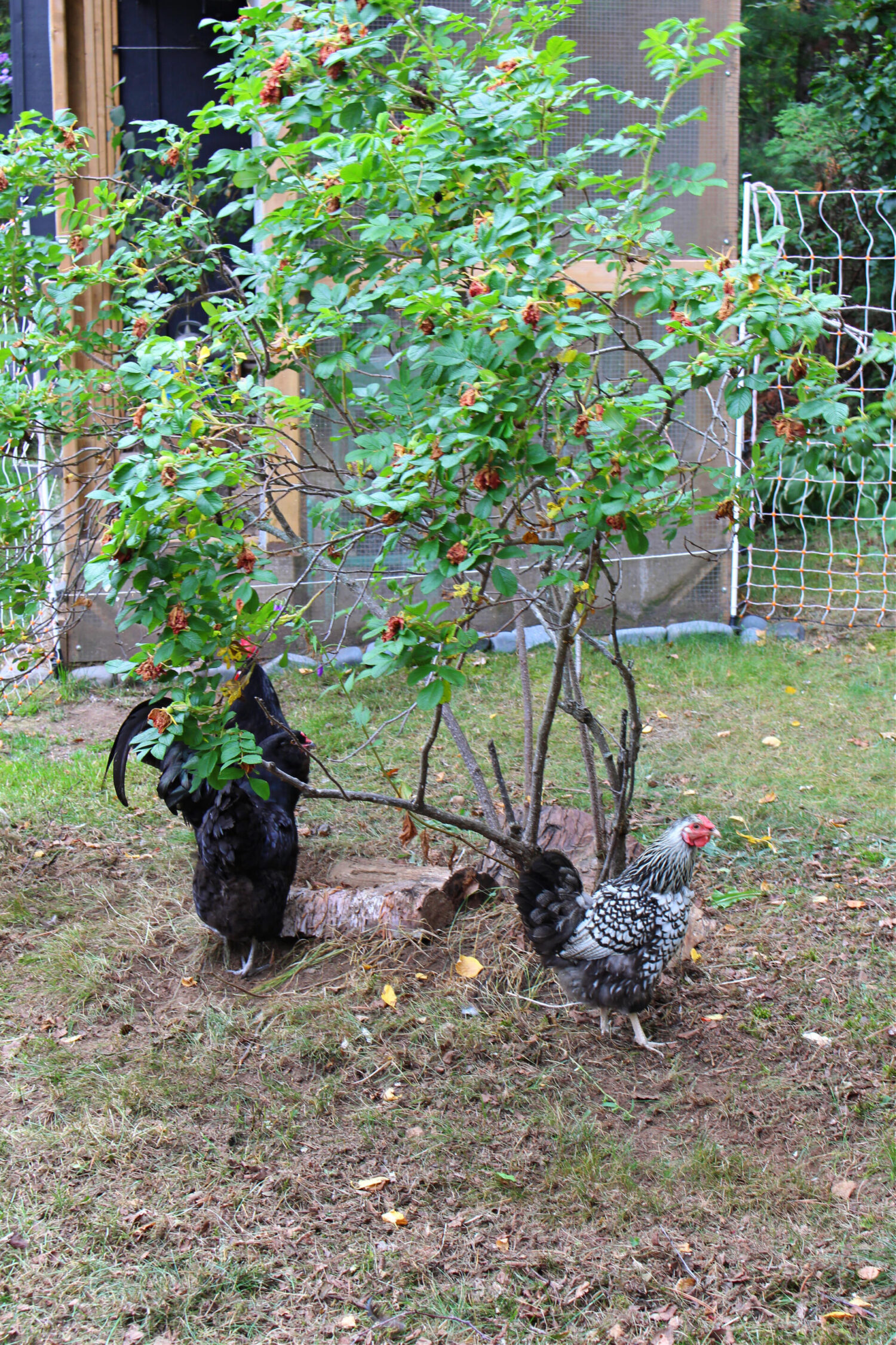 Chickens Under a Rose Bush