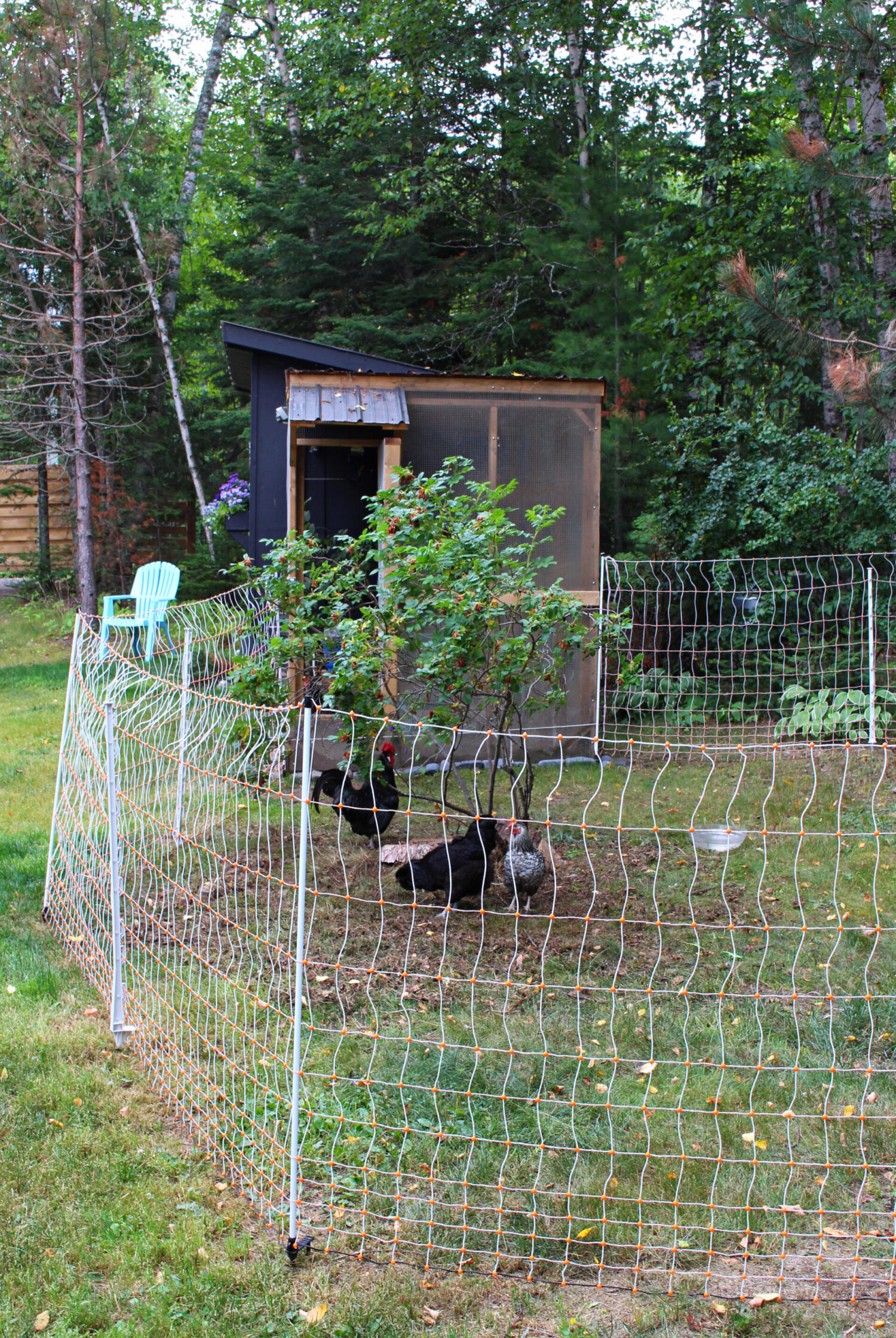 Electric Fencing for Chickens