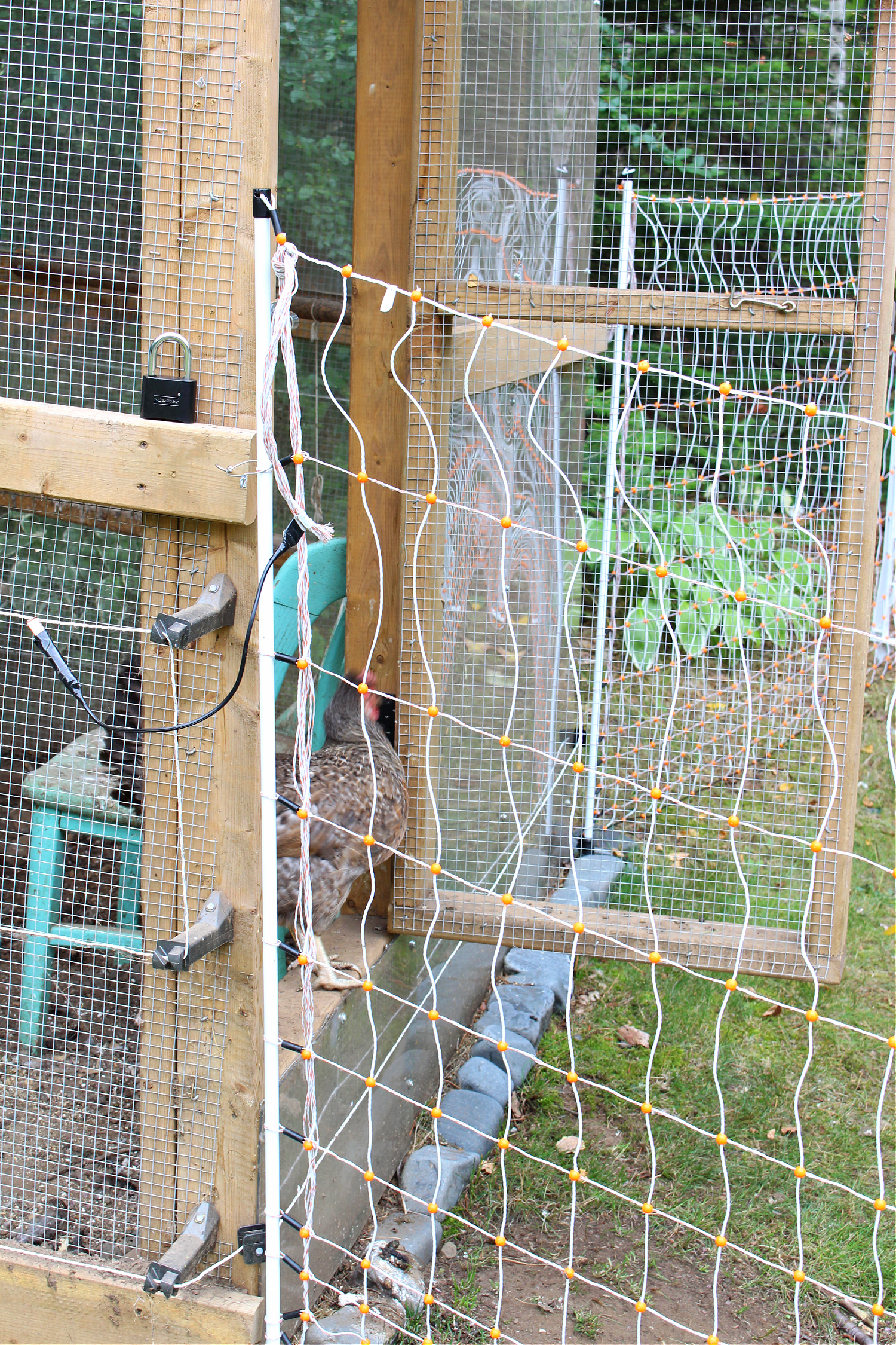Keeping Chickens Safe Outside