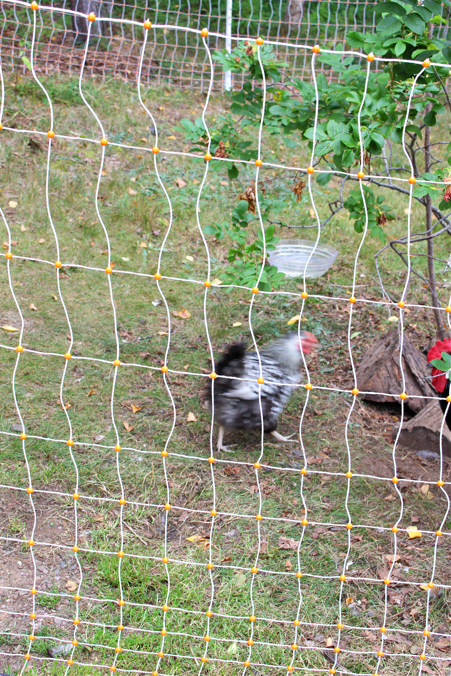 Portable Electric Fencing for Chickens