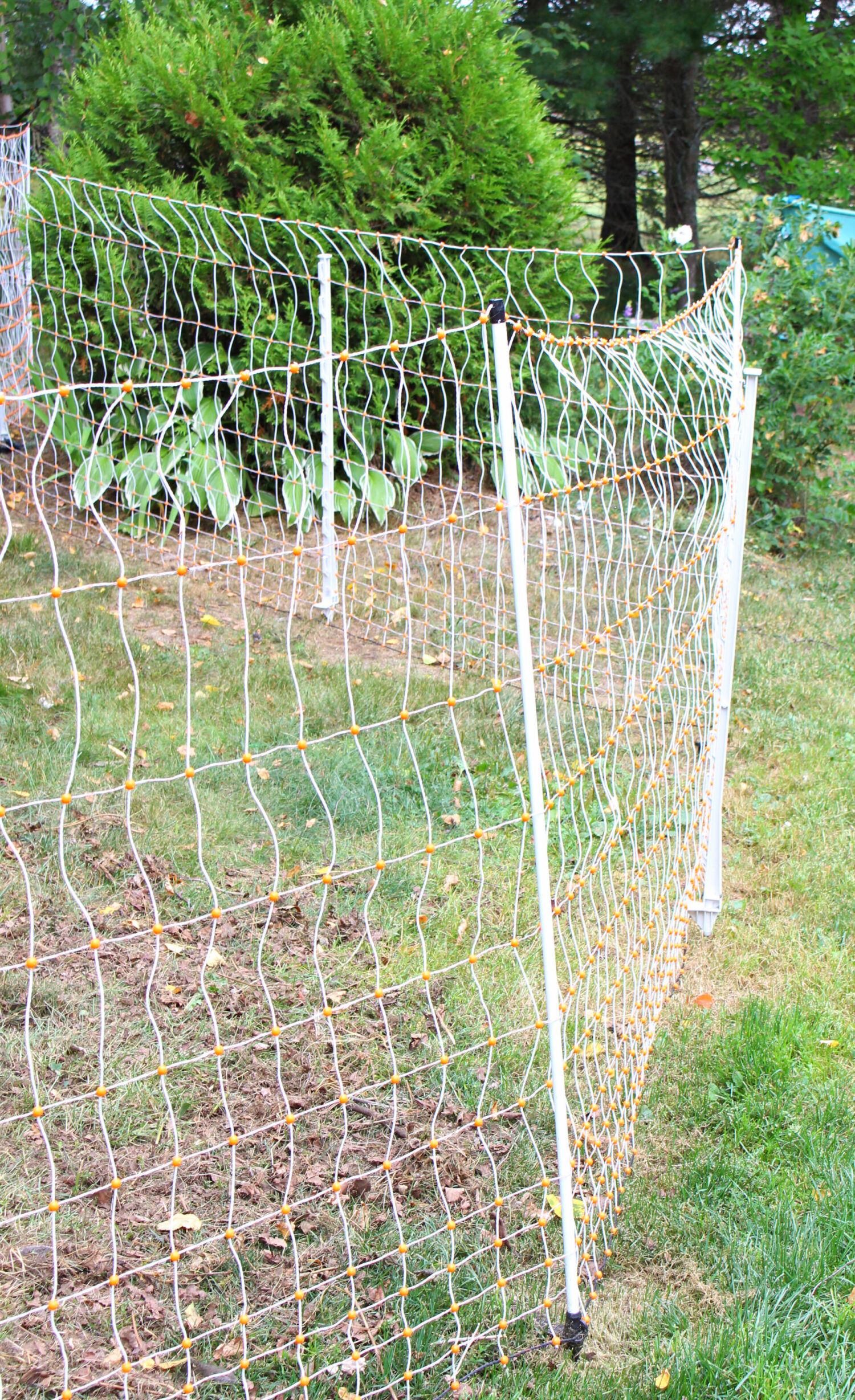 How to Keep Free Ranging Chickens Safe