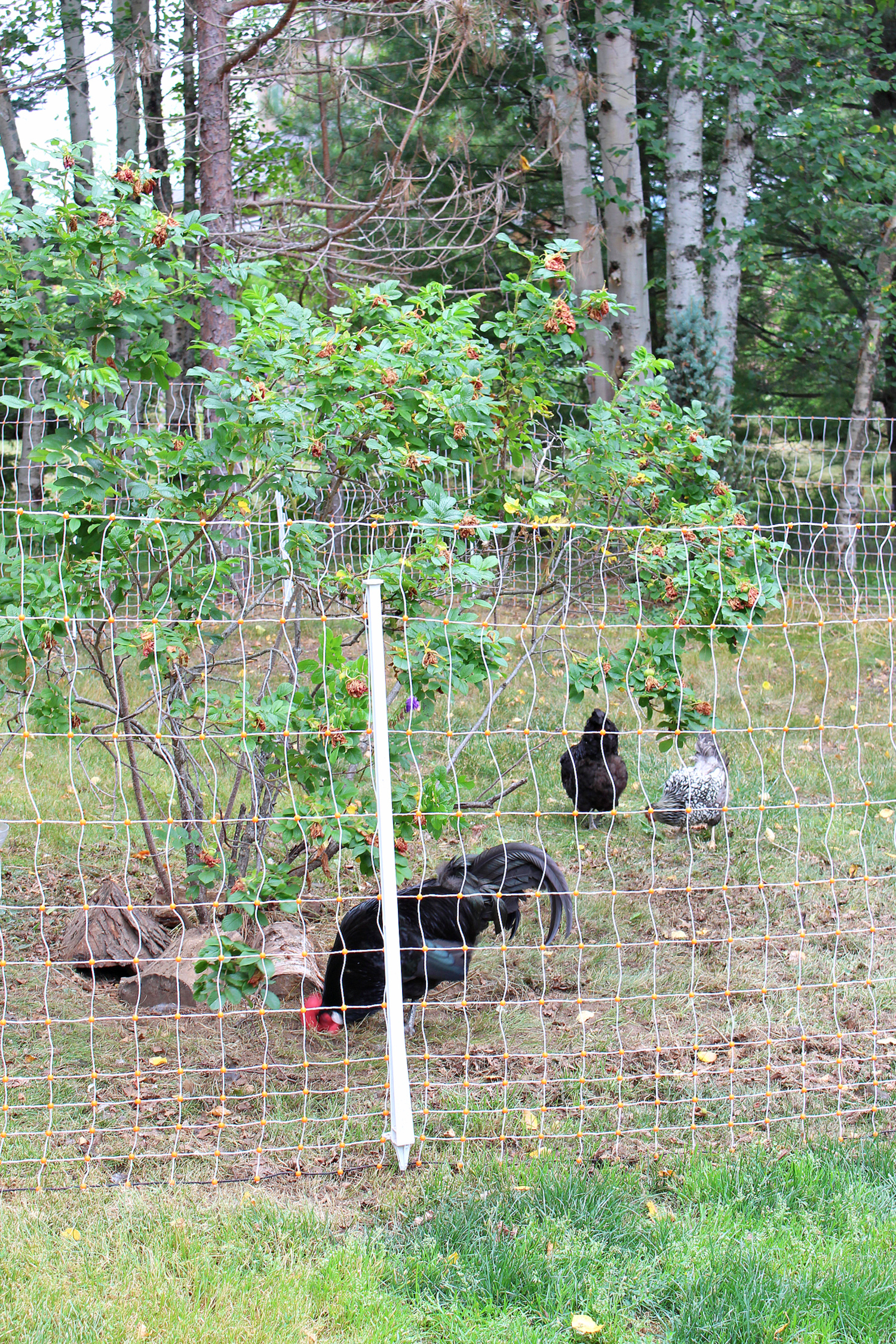 How to Keep Free Ranging Chickens Safe