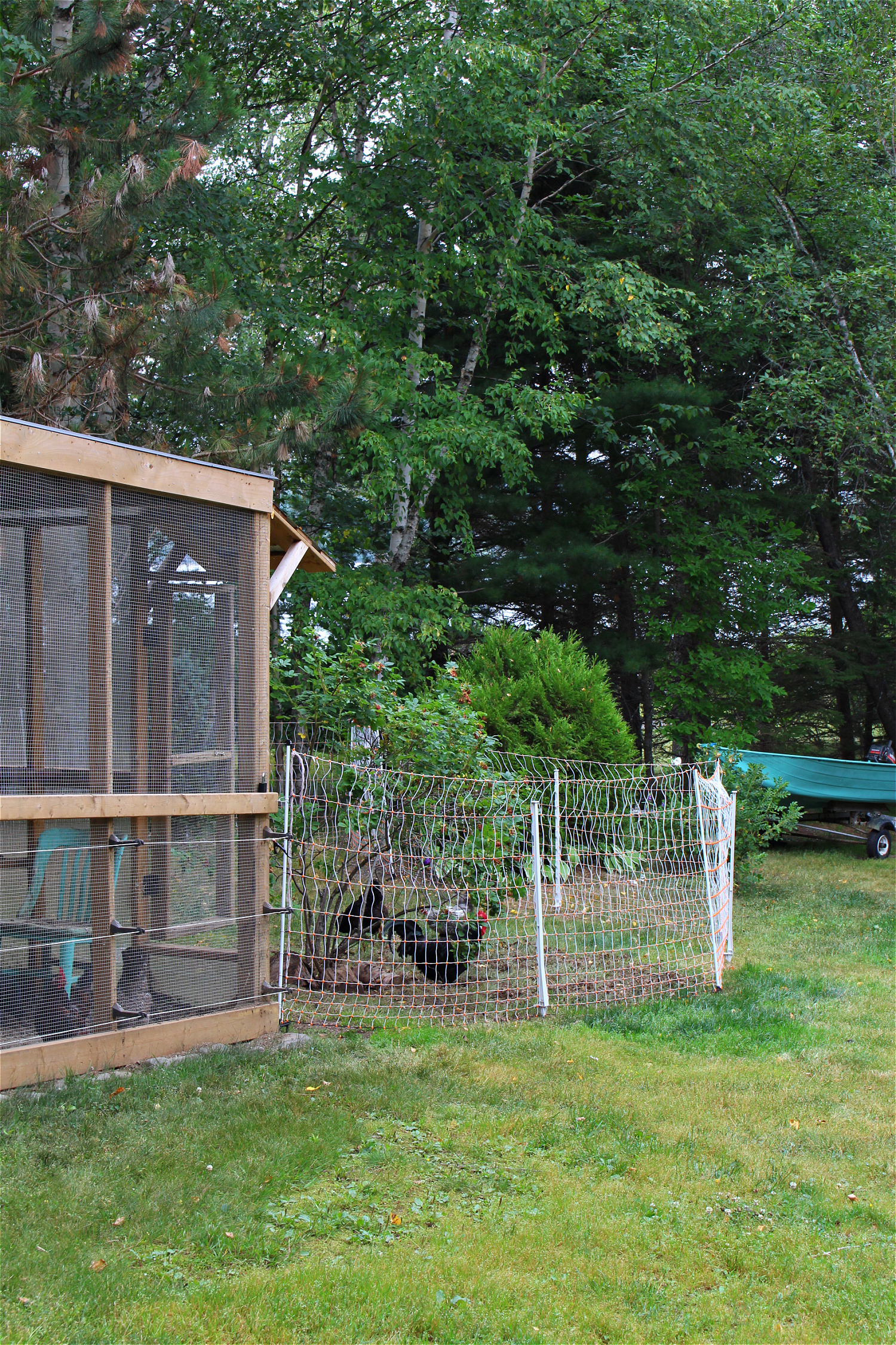 How to Keep Free Ranging Chickens Safe