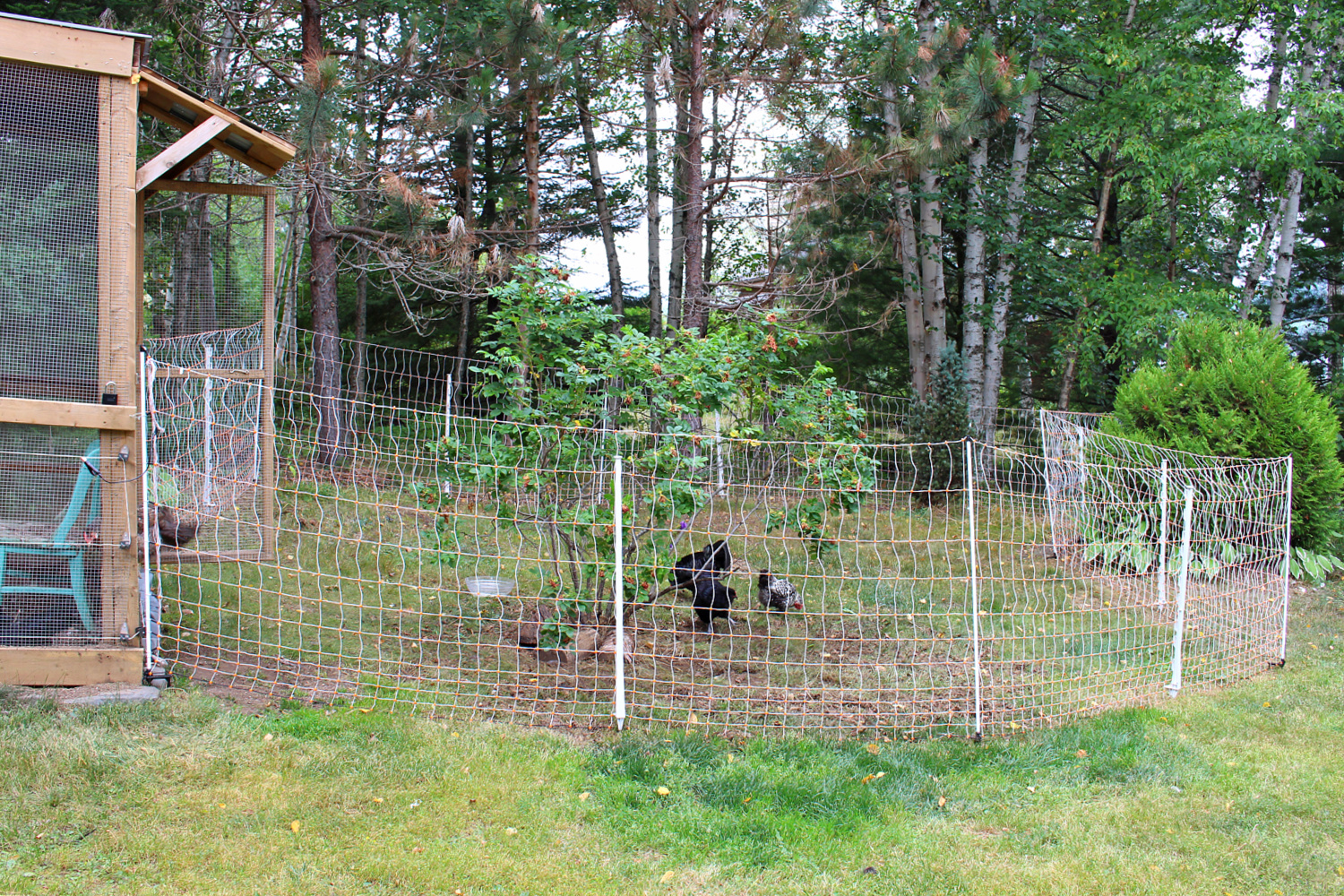 How to Keep Free Ranging Chickens Safe