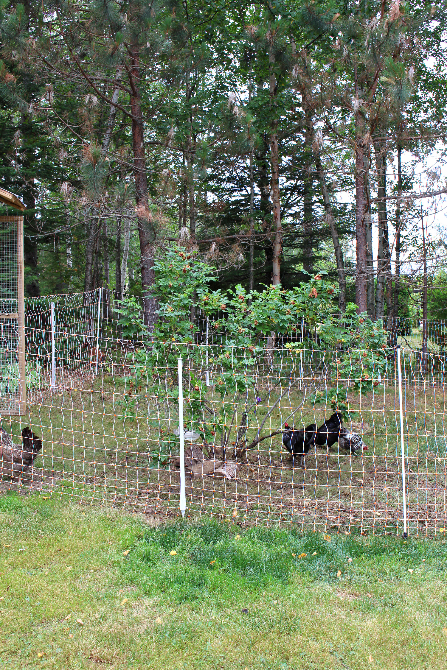 How to Keep Free Ranging Chickens Safe