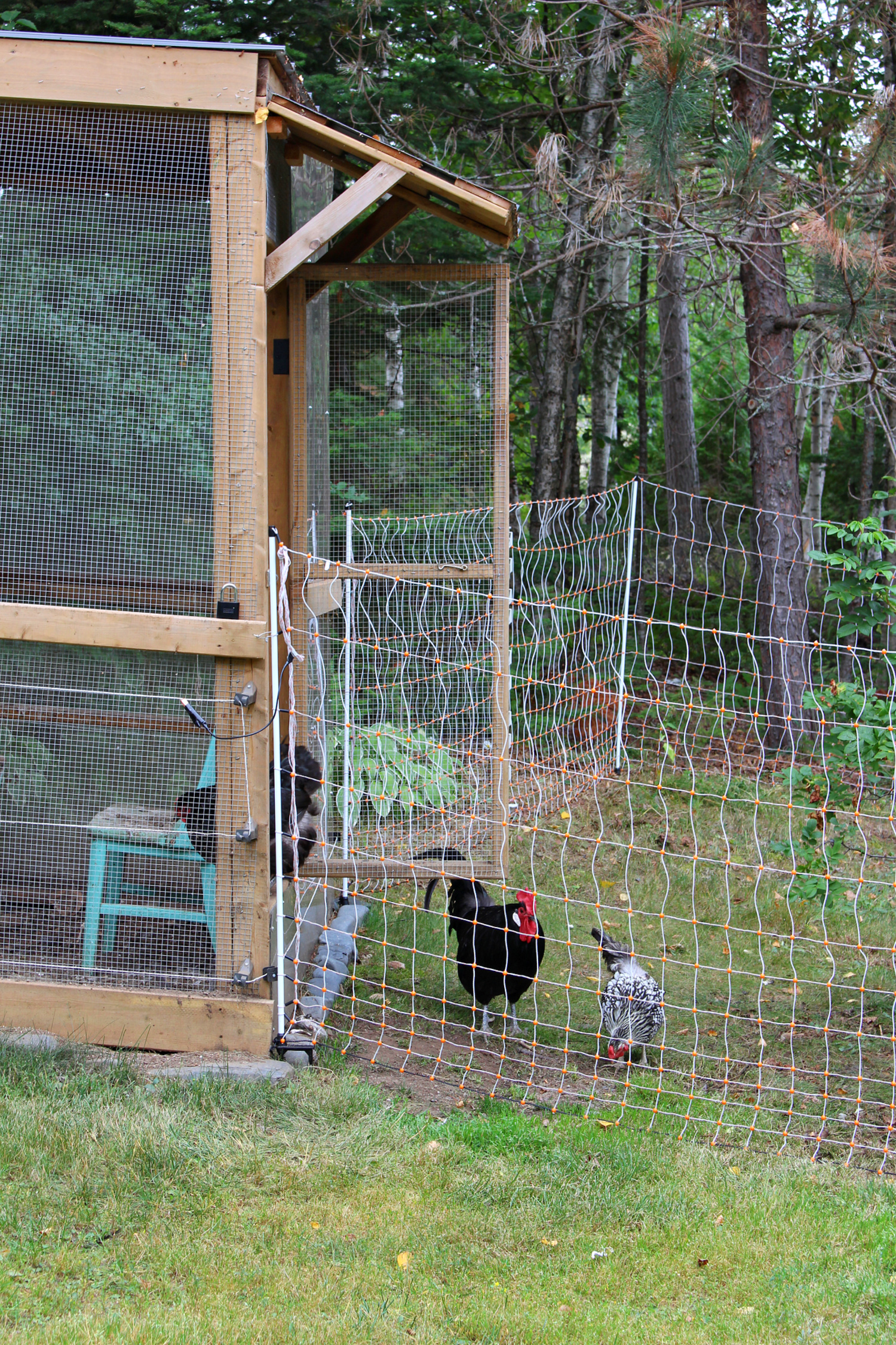 Chicken Run Protected From Predators