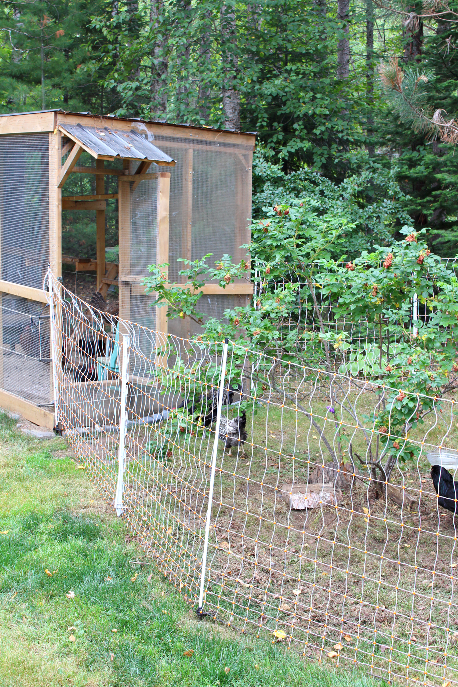 How to Keep Free Ranging Chickens Safe