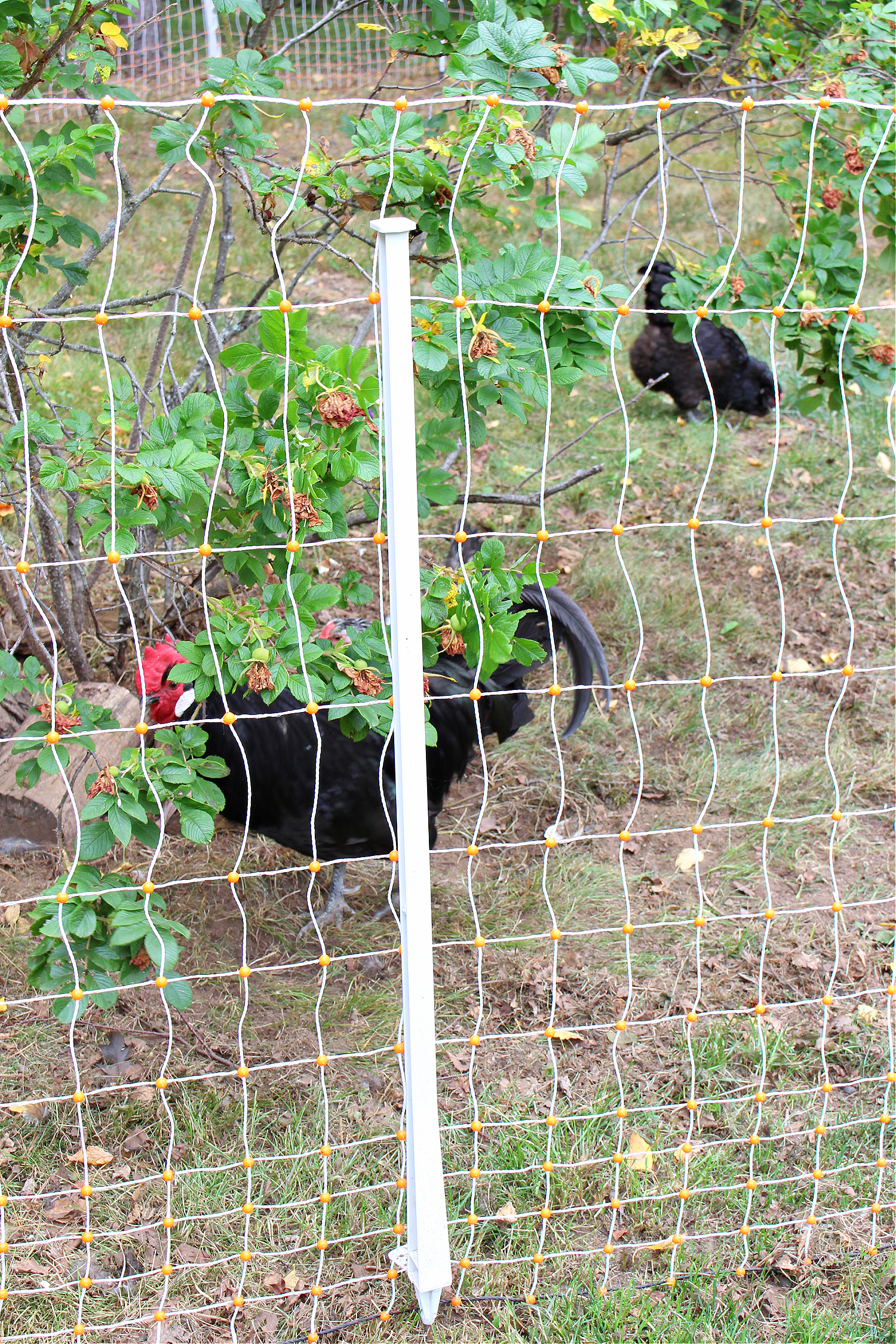 Portable Electric Fence for Chickens