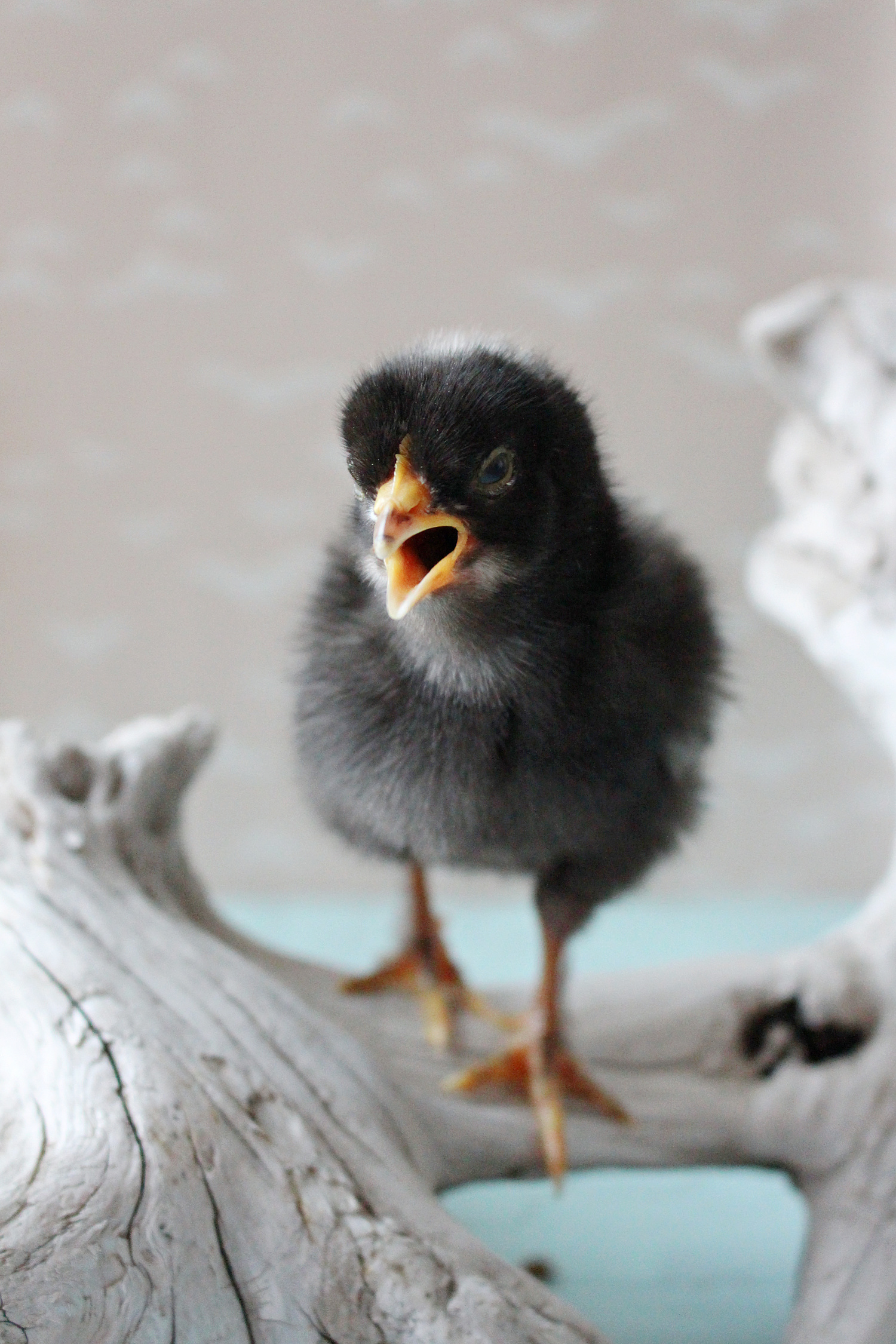 Baby Chick Posed on Driftwood