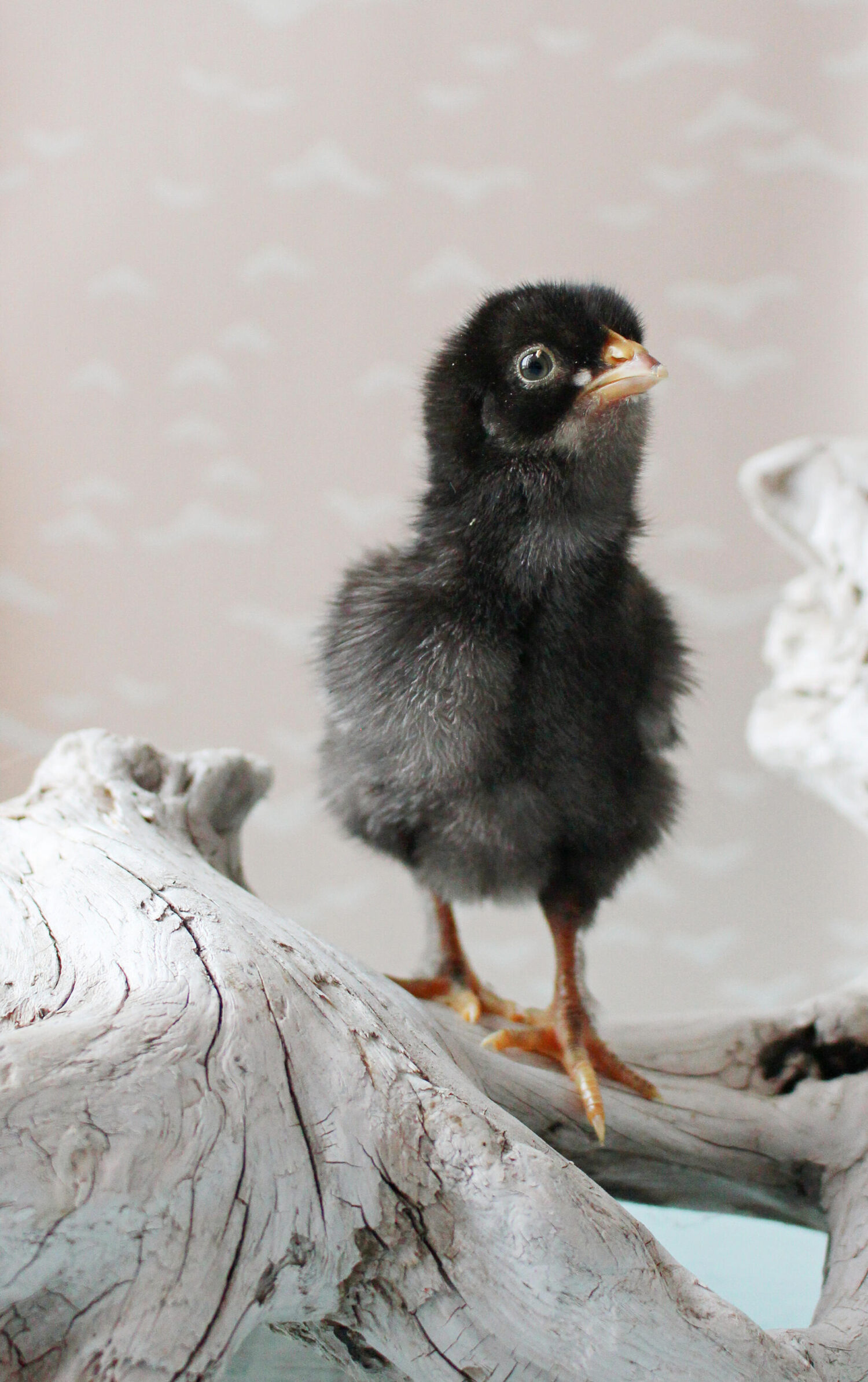 Maran Chick