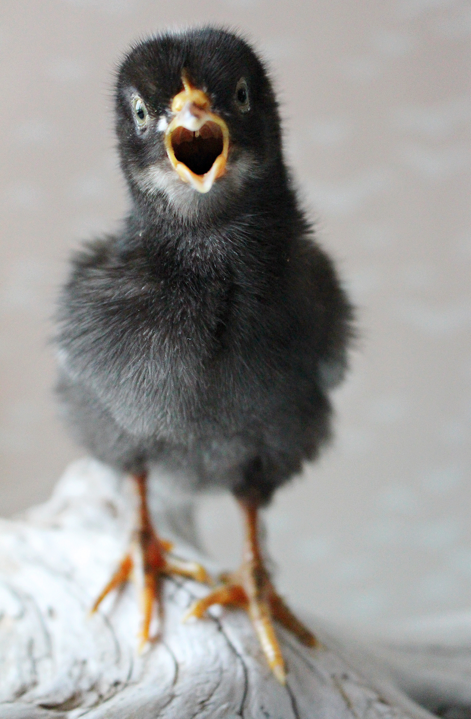 Peeping Chick Photos