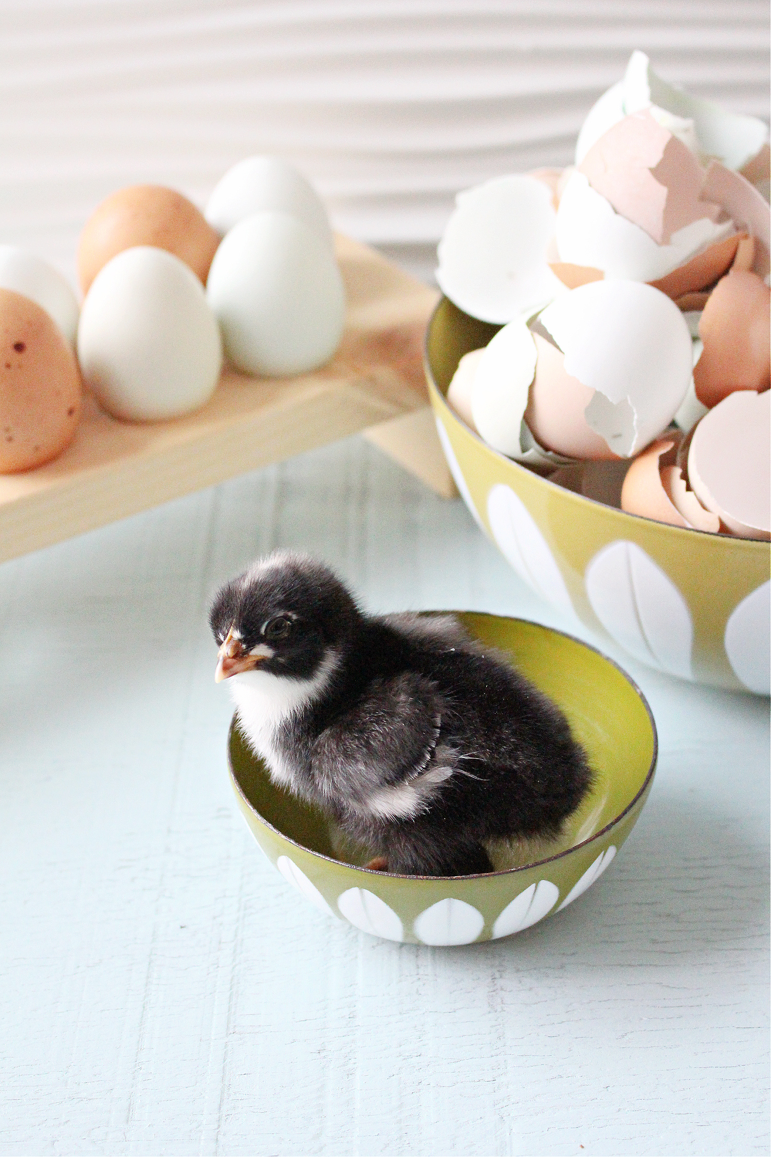 Maran Chick