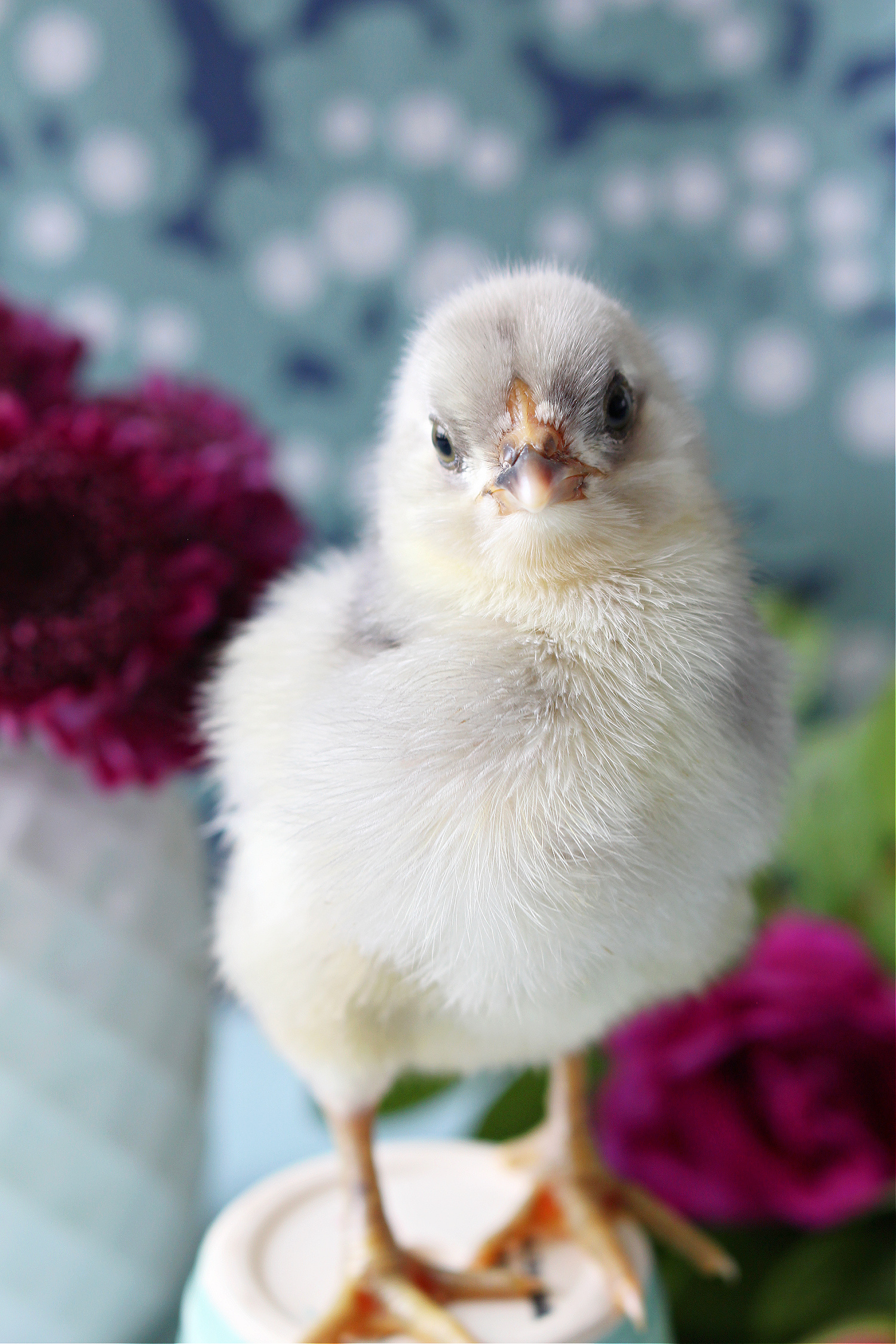 Ameraucana chick photos