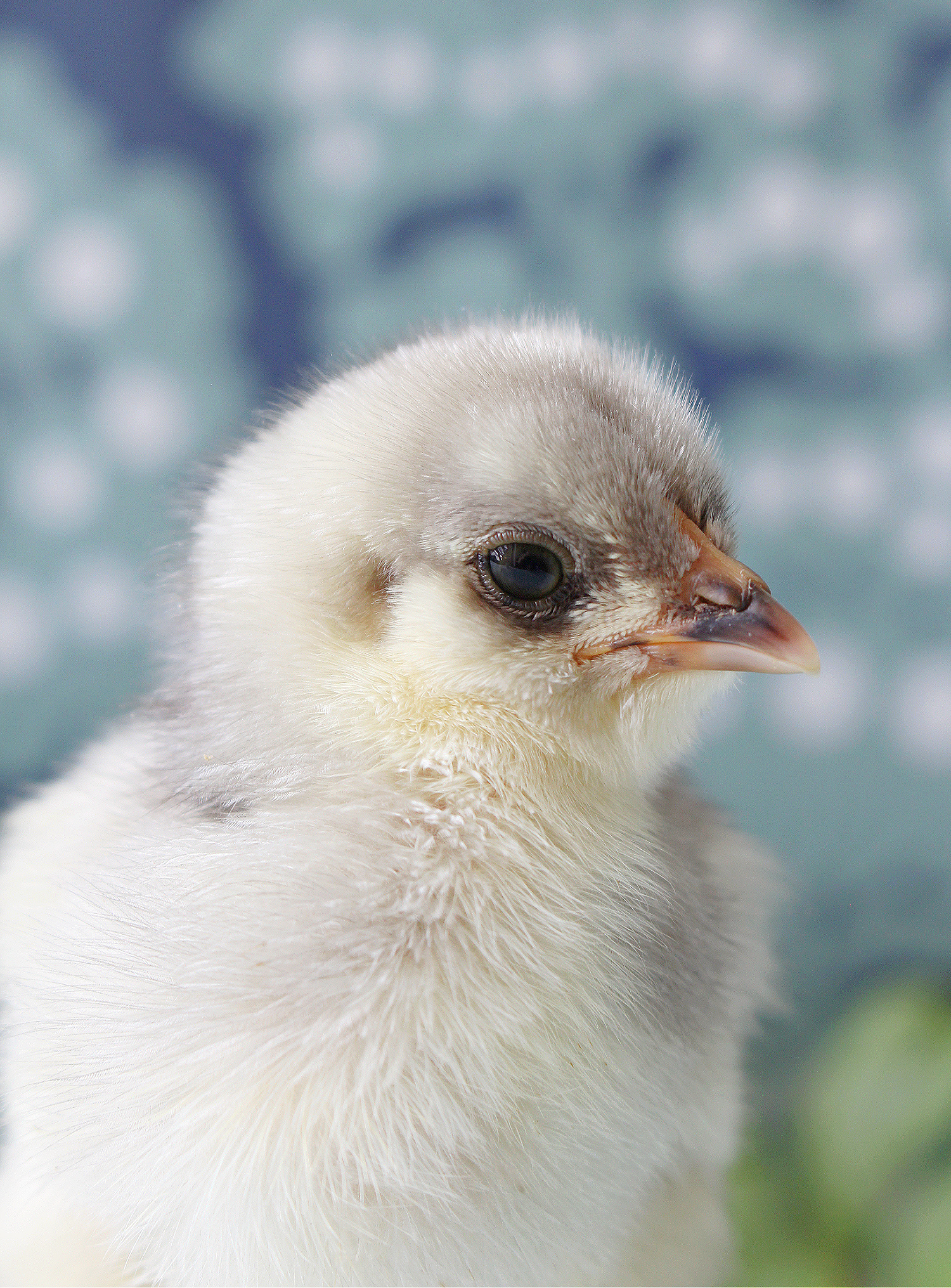 Ameraucana chick photos