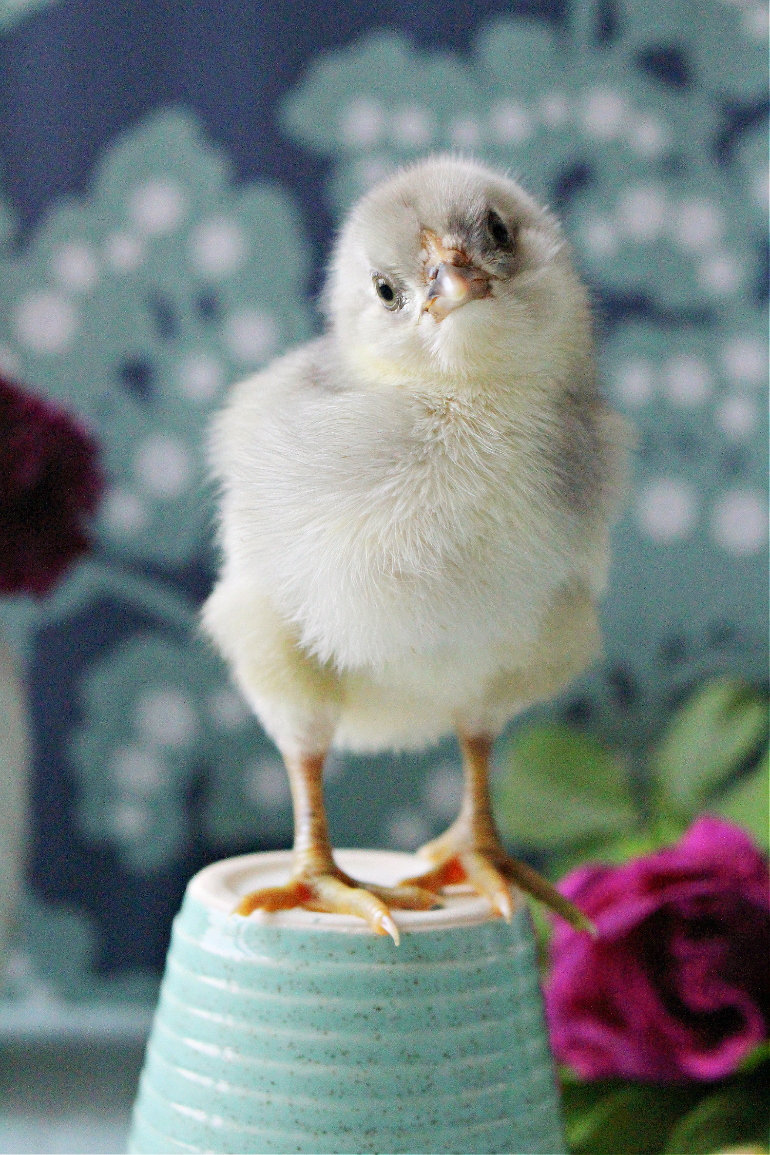 small grey chick