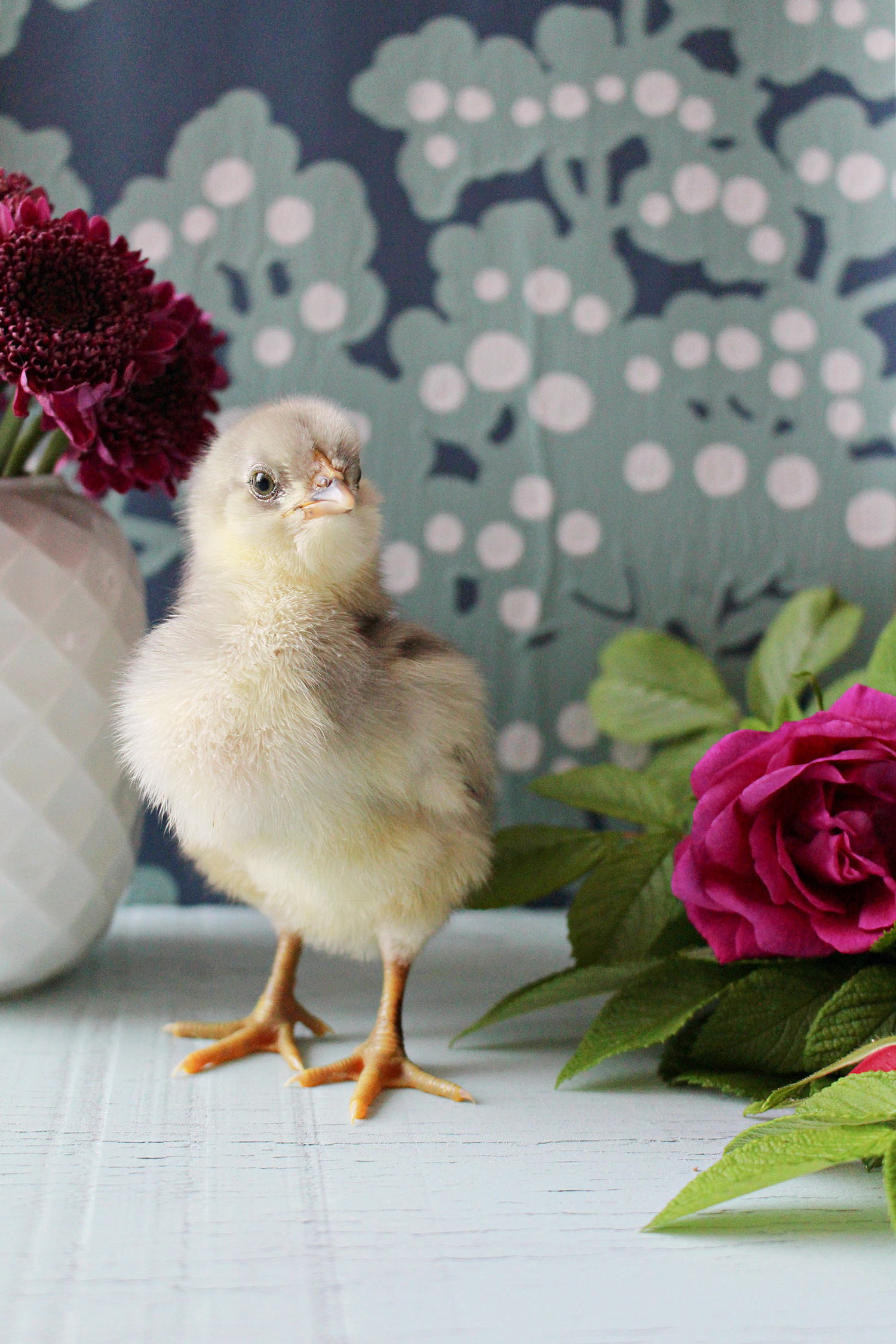 styled chick photos
