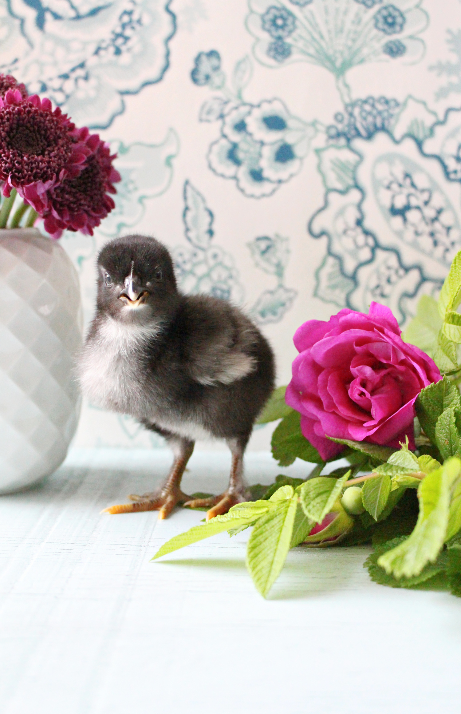 Day Old chick photos