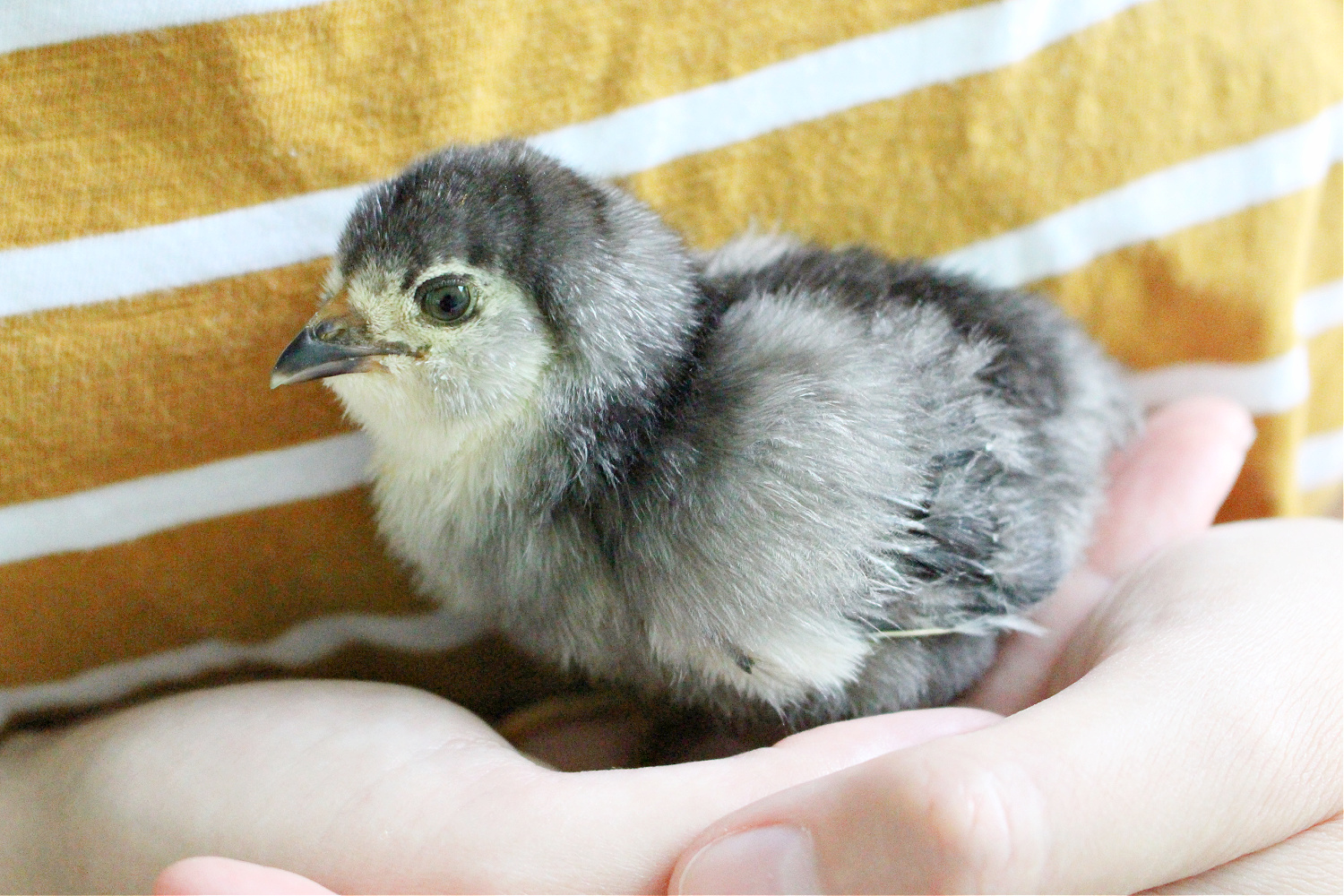 Ameraucana chick photos