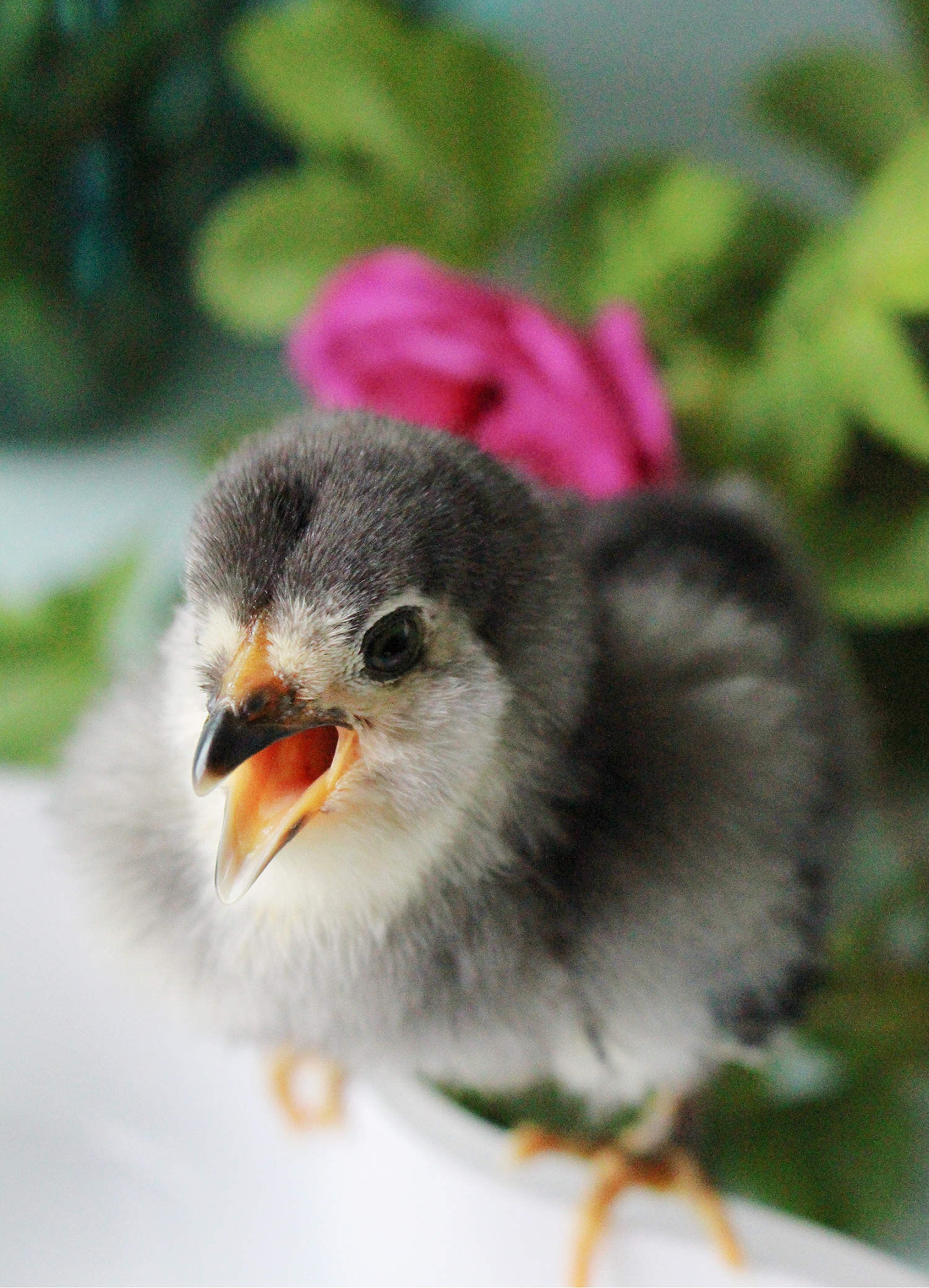 Ameraucana chick photos