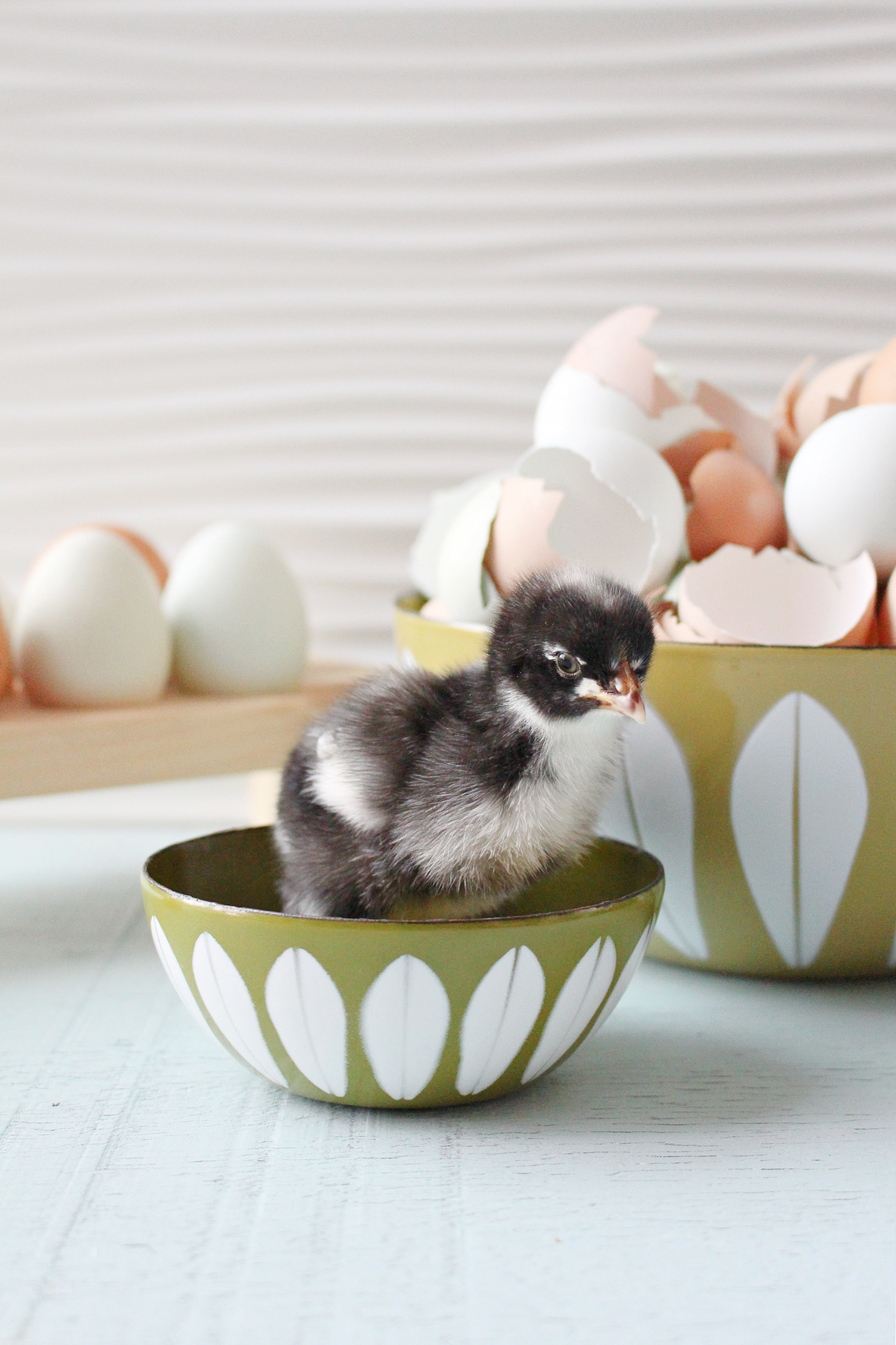 Chick in Cathrineholm Bowl