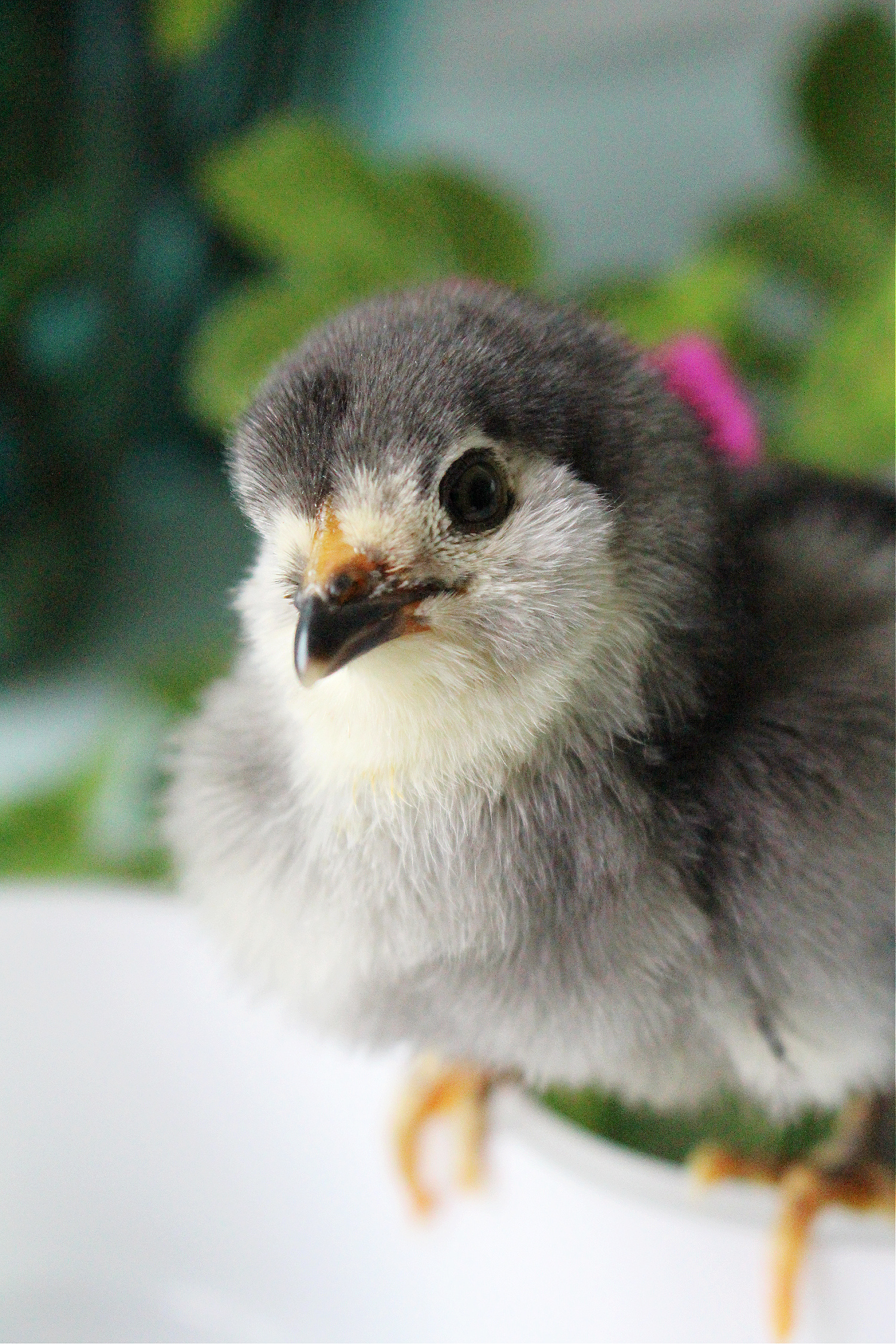 Ameraucana chick with muffs